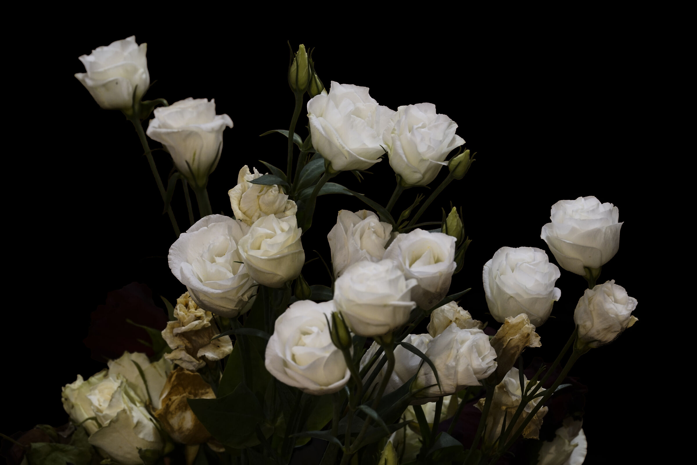 White Roses