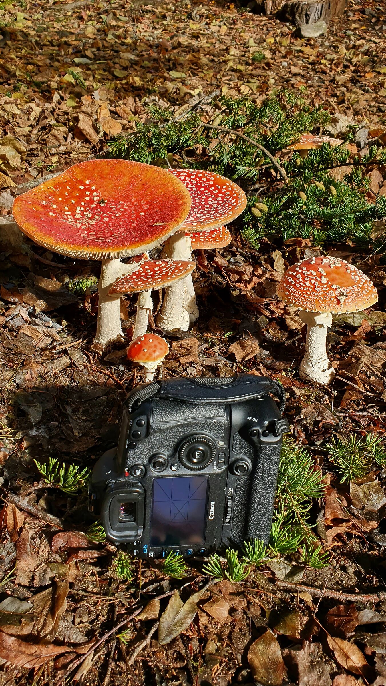 Amanita Muscaria Gigante