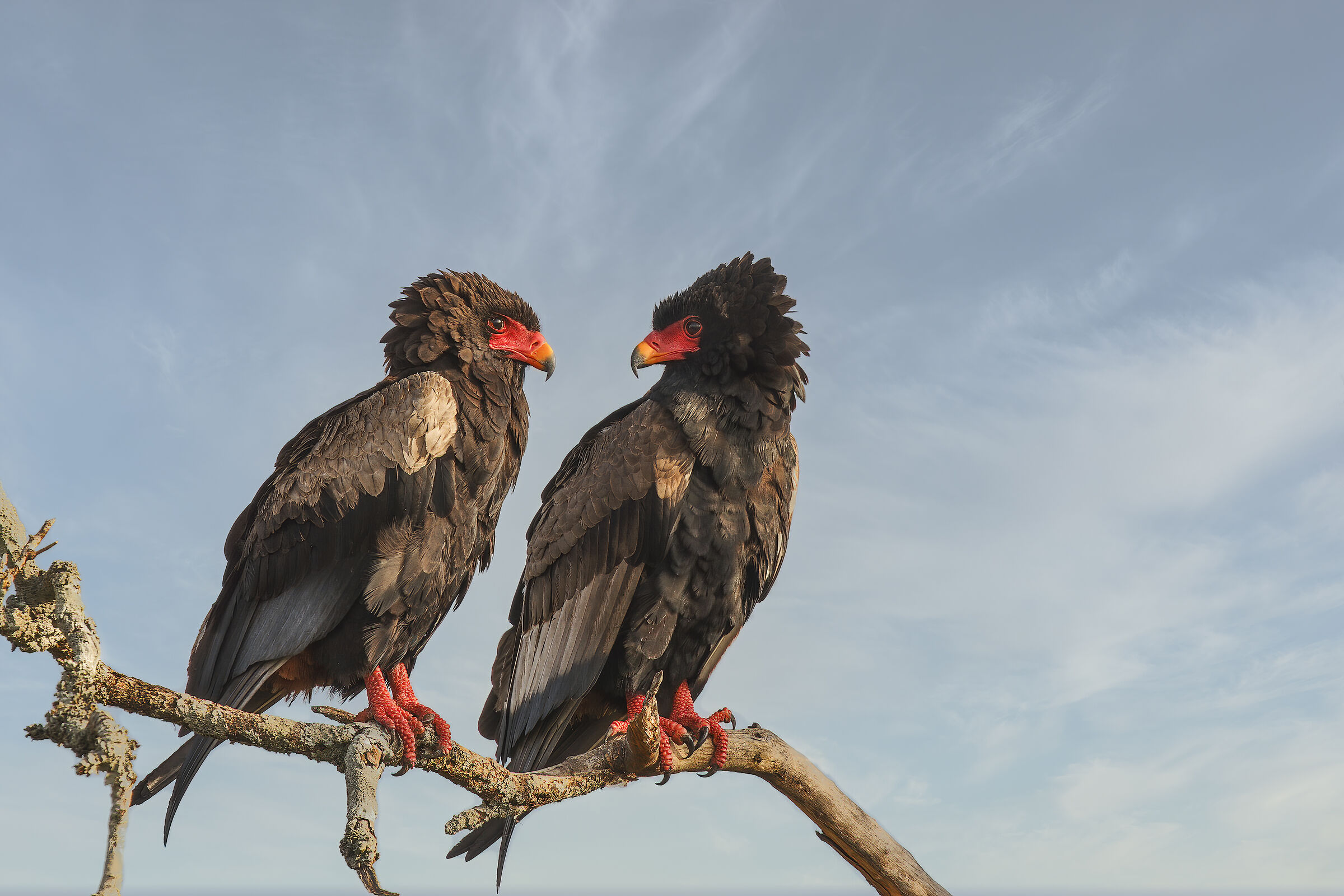 Bateleur