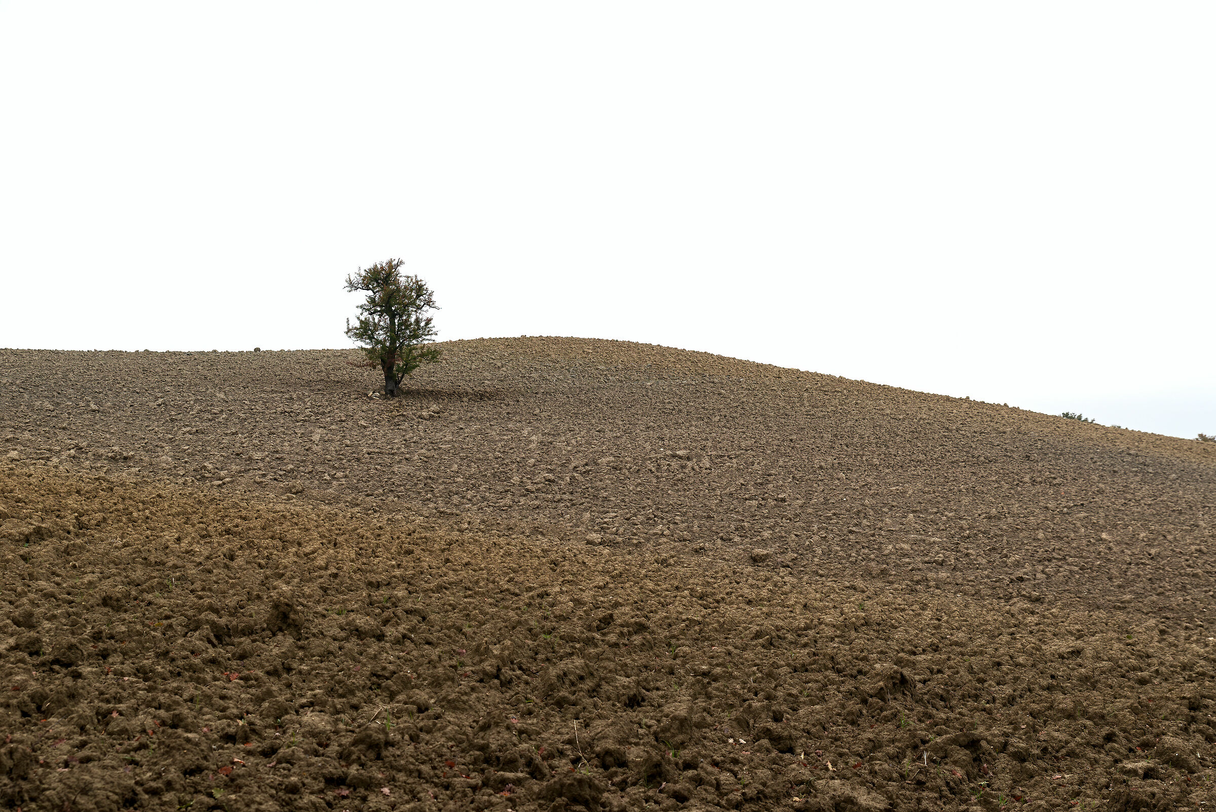 solitario nella nebbia