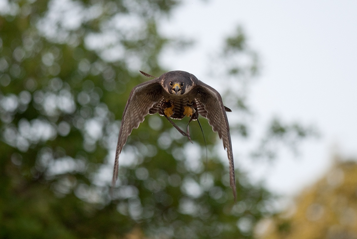 falco pellegrino in azione