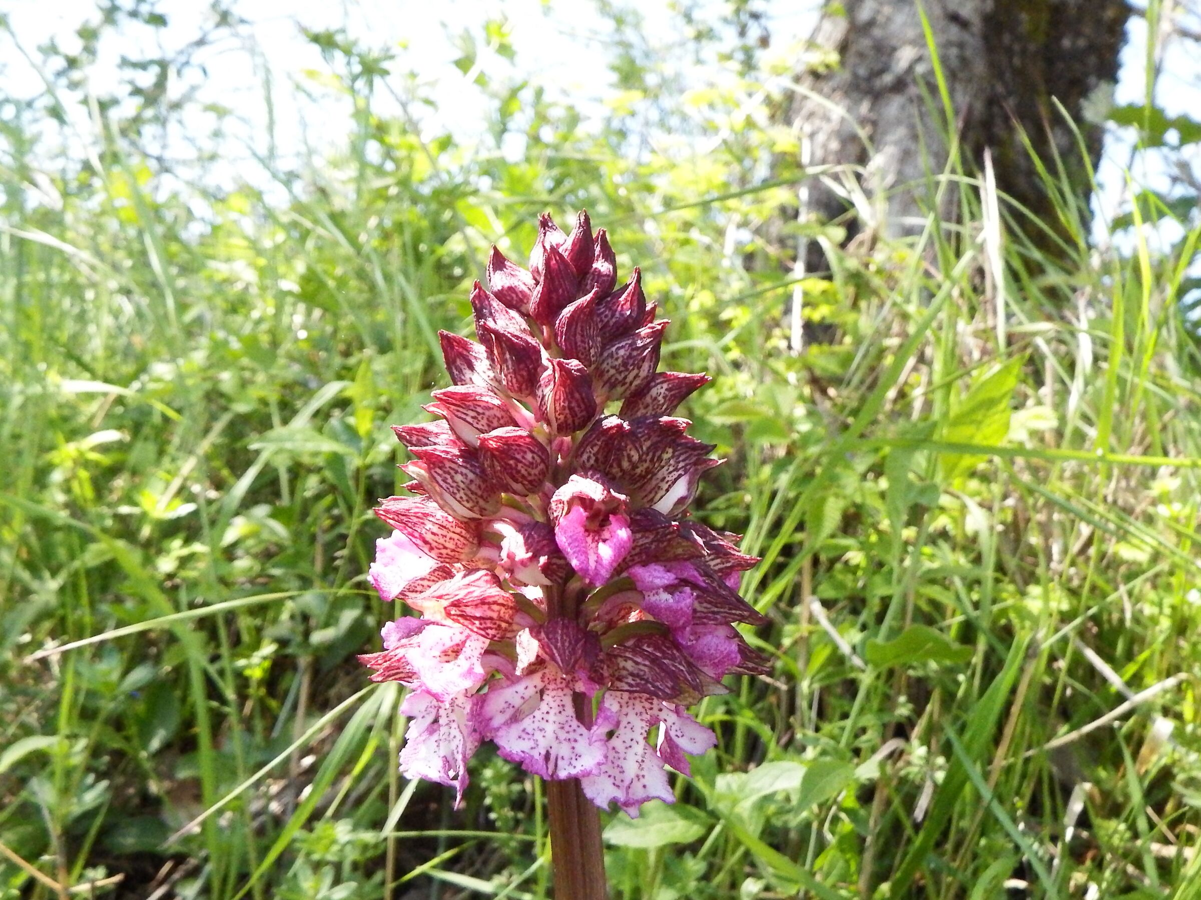 Un'orchidea selvatica in primavera.