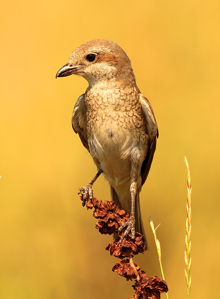 femmina averla piccola