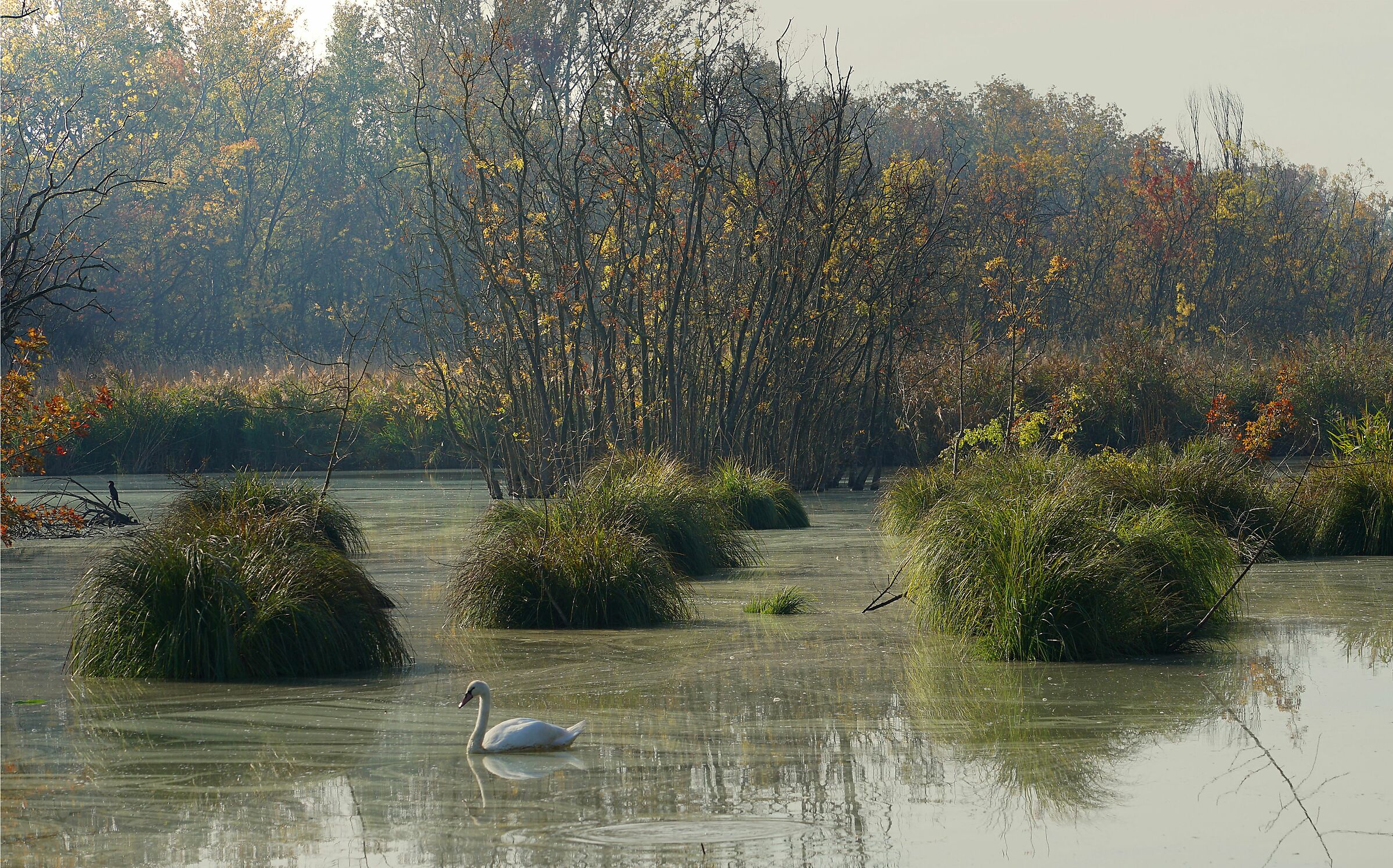 Sguardo sulla palude