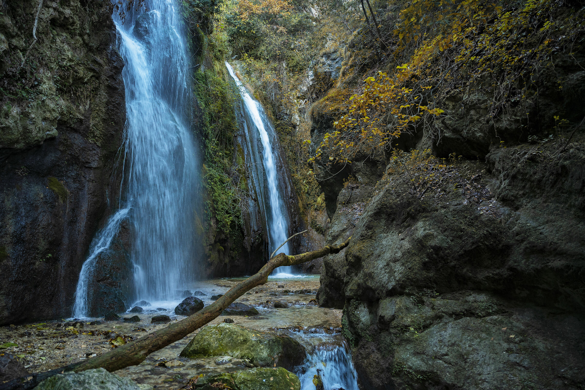 The heart of the forest.