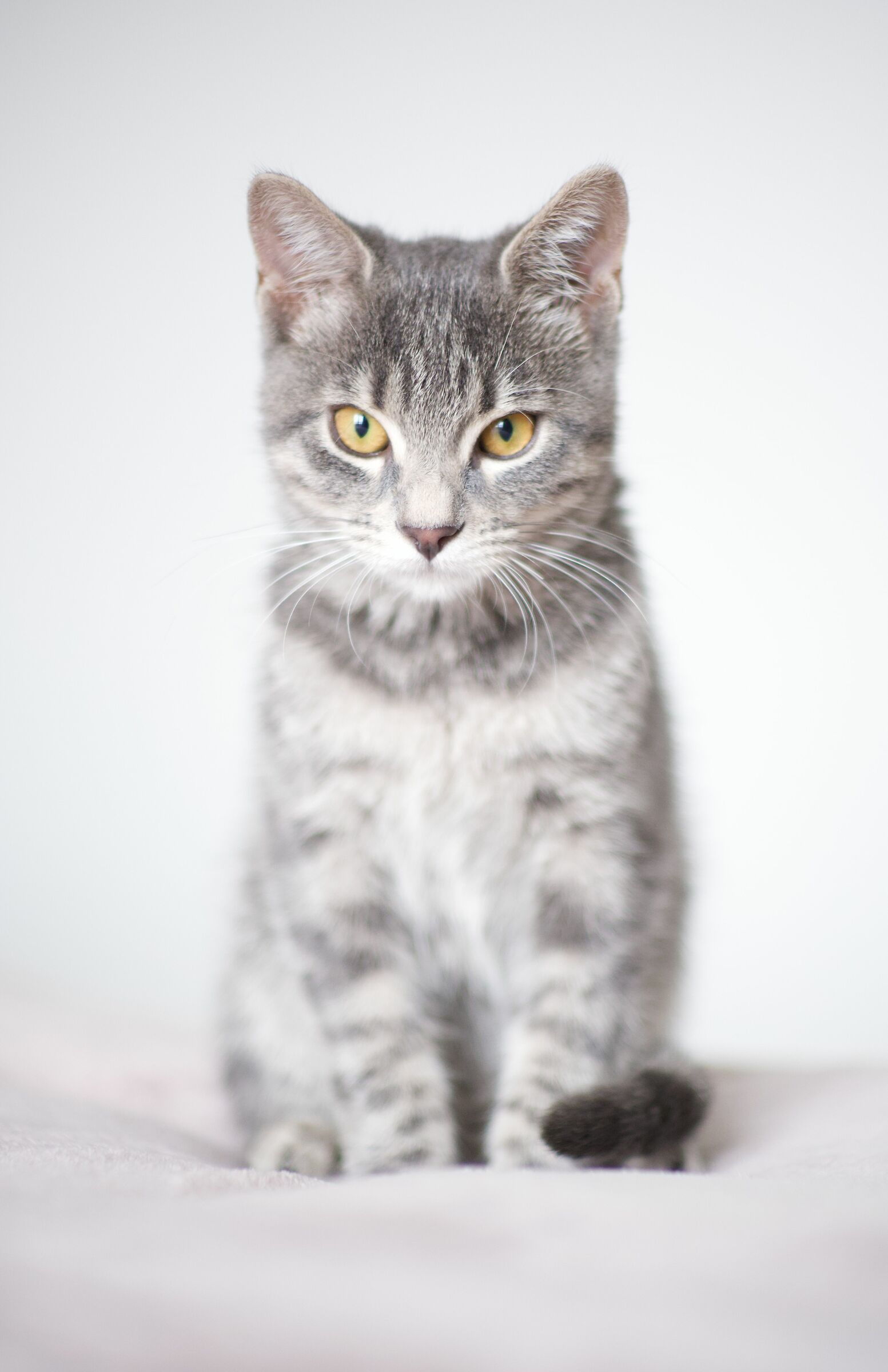 Fuji the cat - serious model