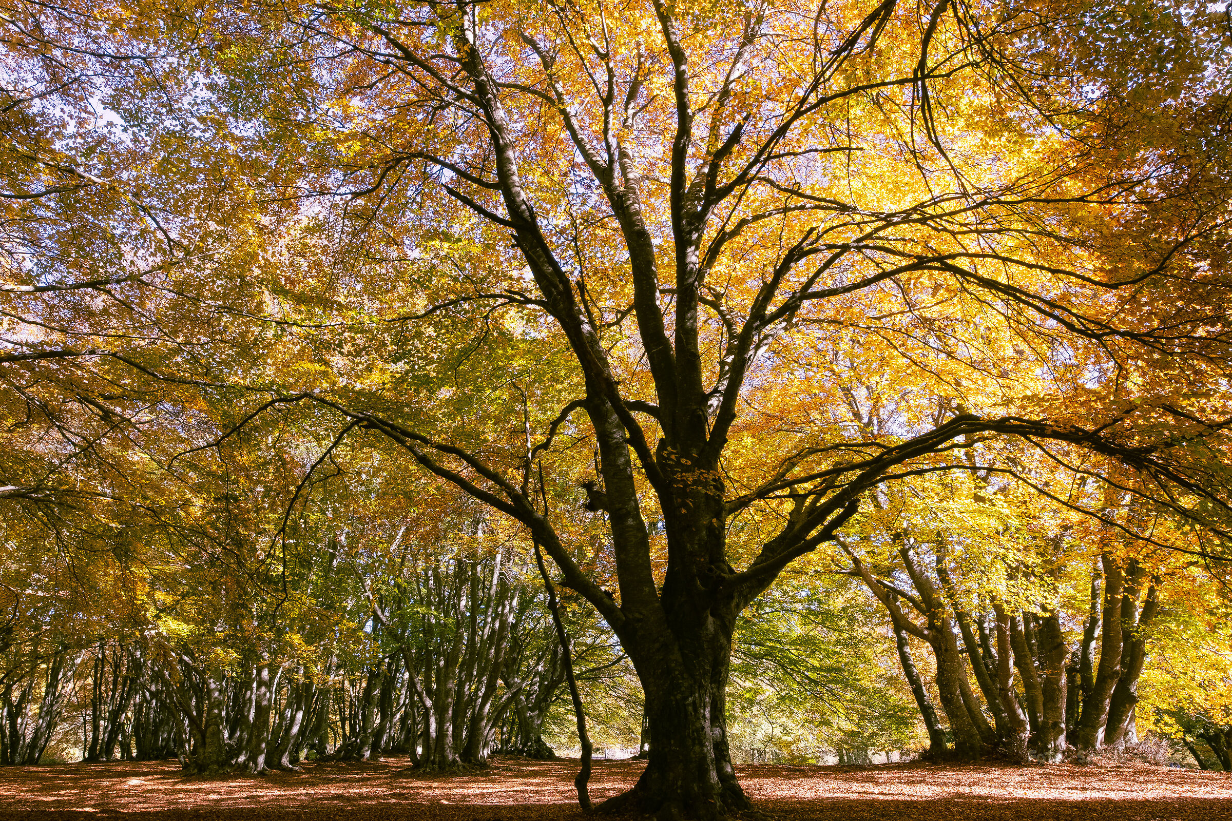 The woods - Gentlemen, here are my colors