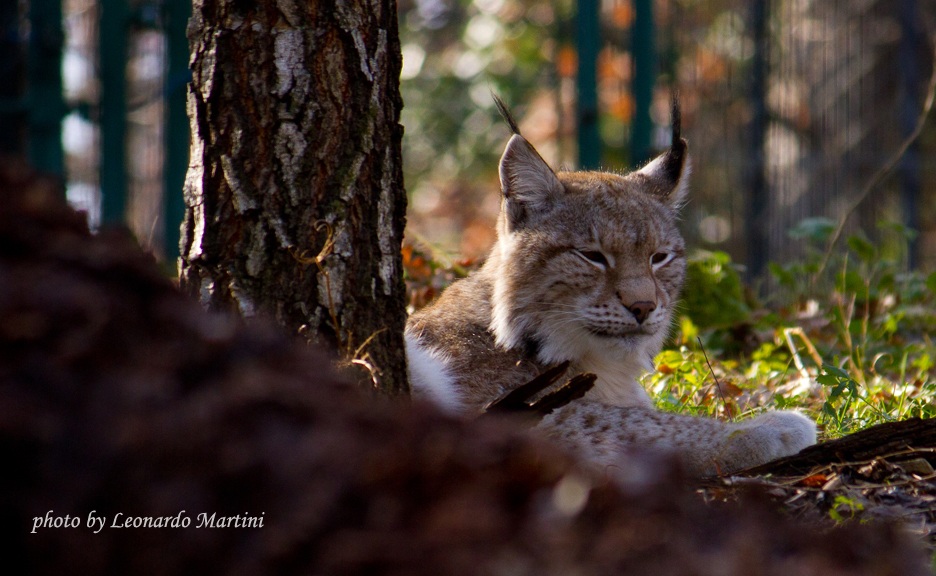 lince