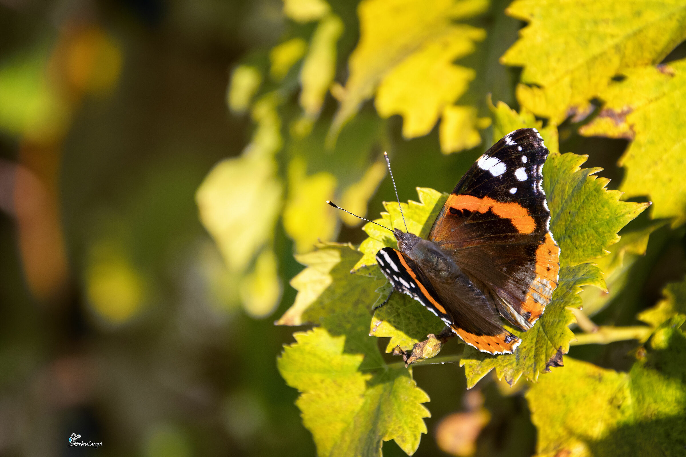 La vanessa tra le vigne
