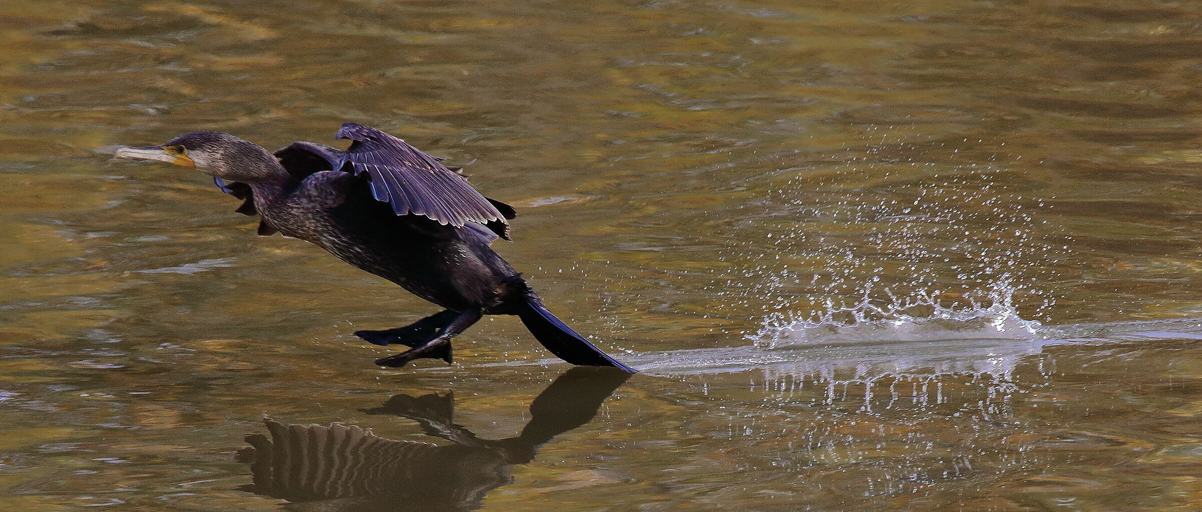 Coda stabilizzatrice (cormorano).
