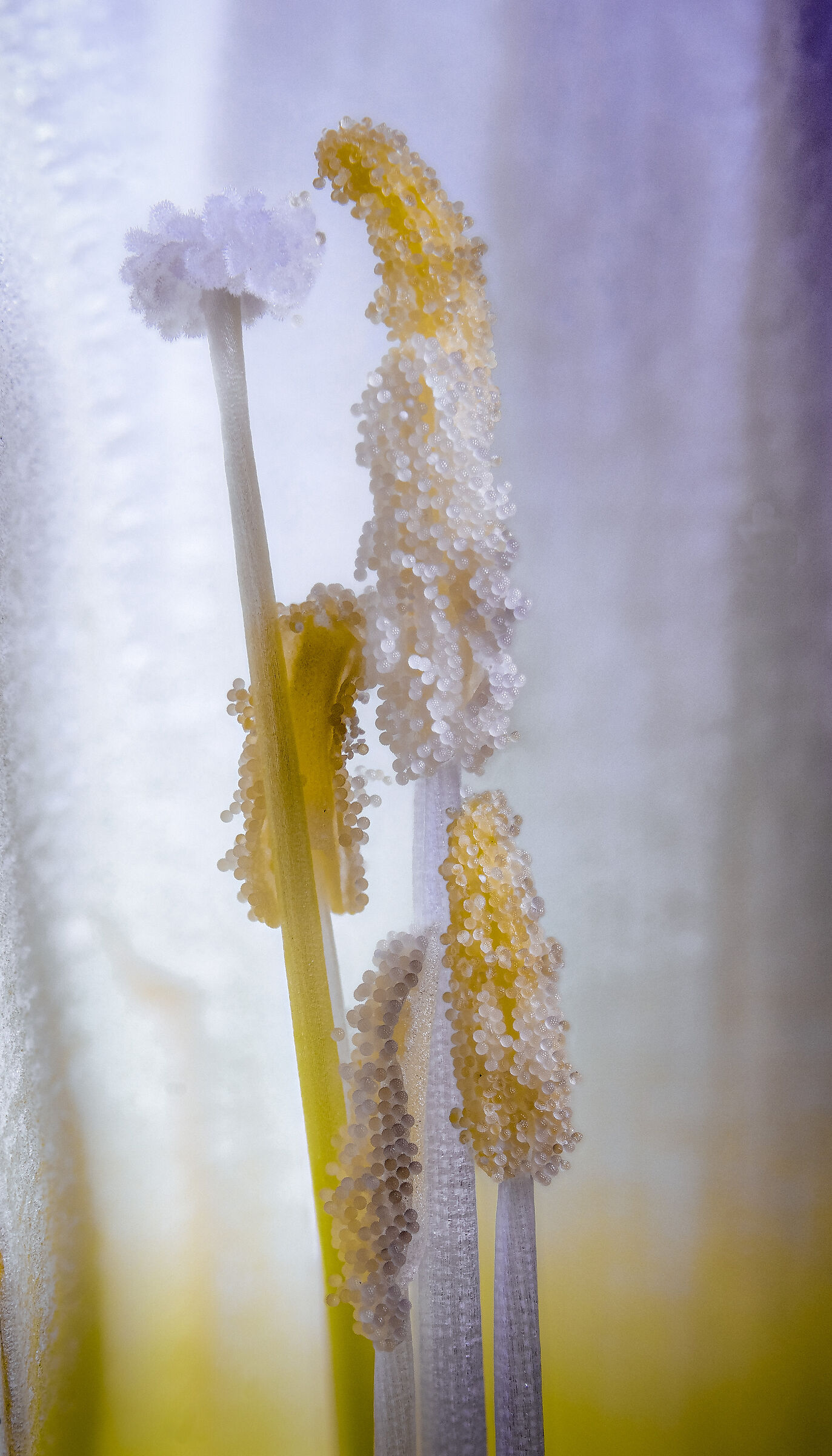 Fiore di Ipomea. Particolare dell'interno.