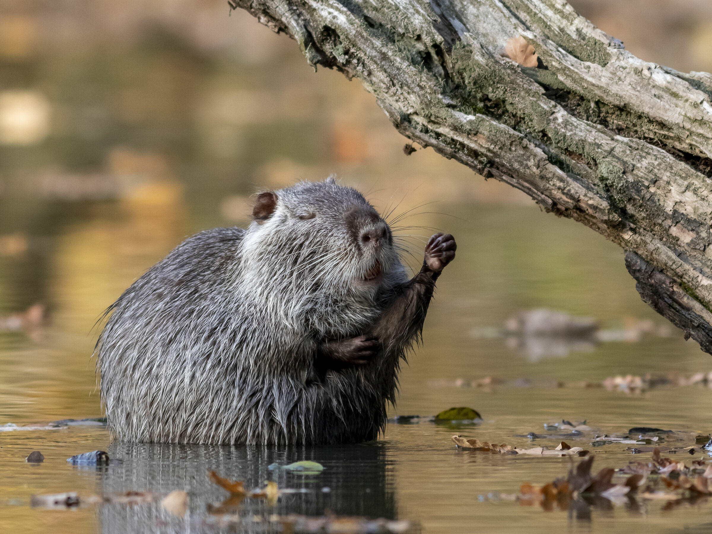 Assolo a Teatro del Lago