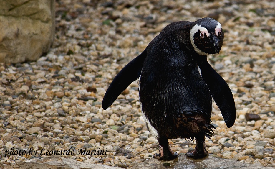 pinguino africano