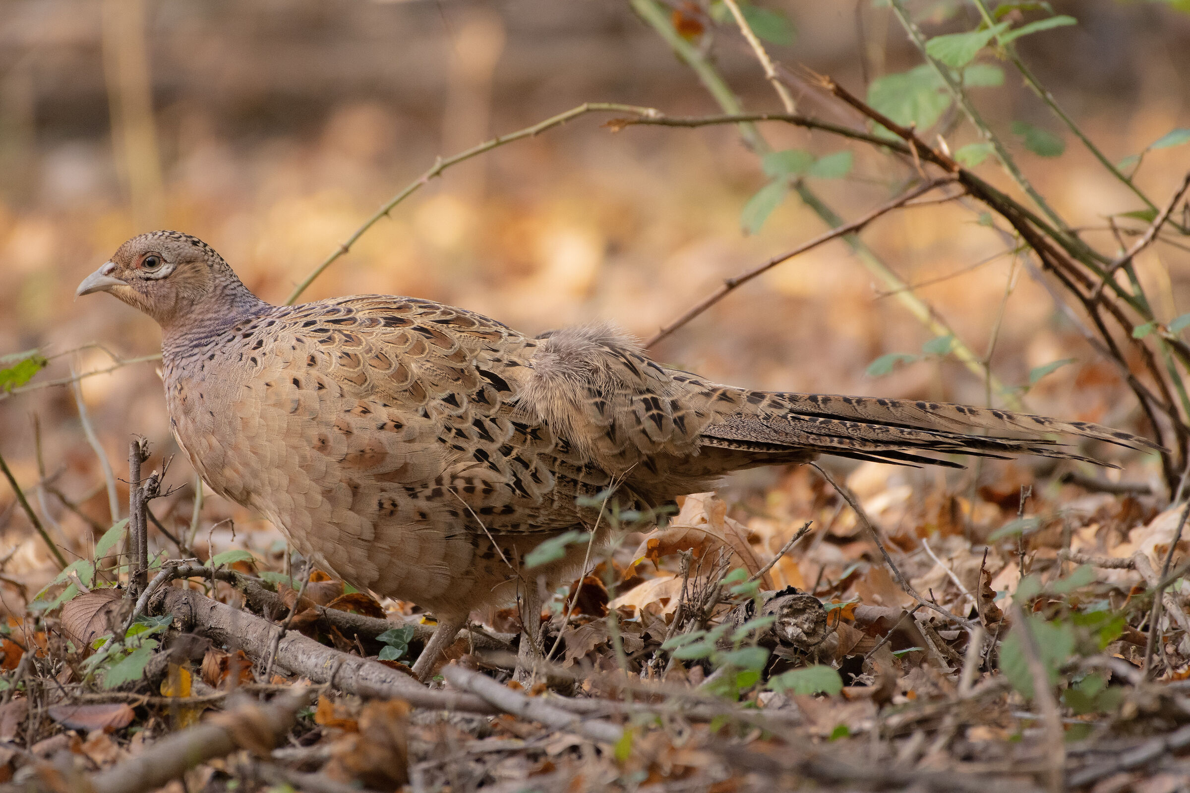 Mimetizzazione perfetta
