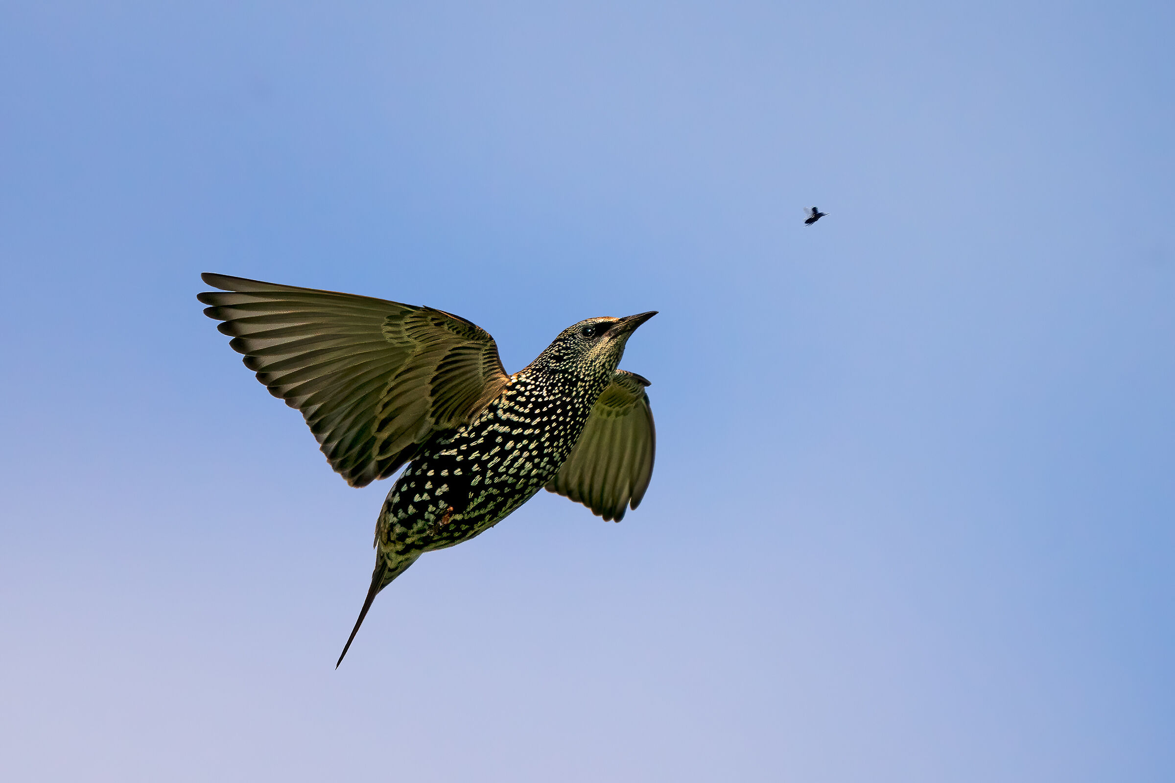 La caccia dello storno