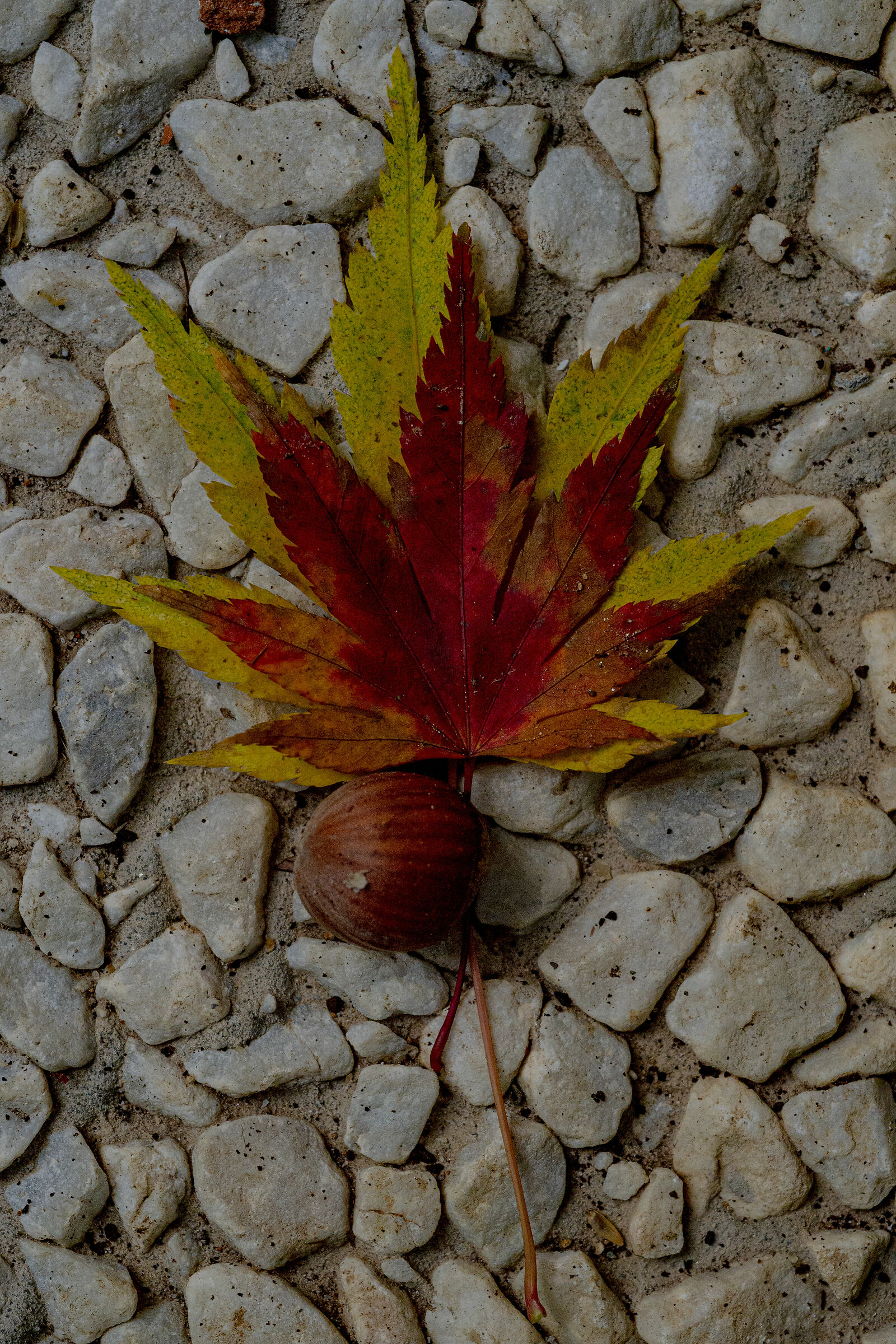 foglie di acero e nocciolo