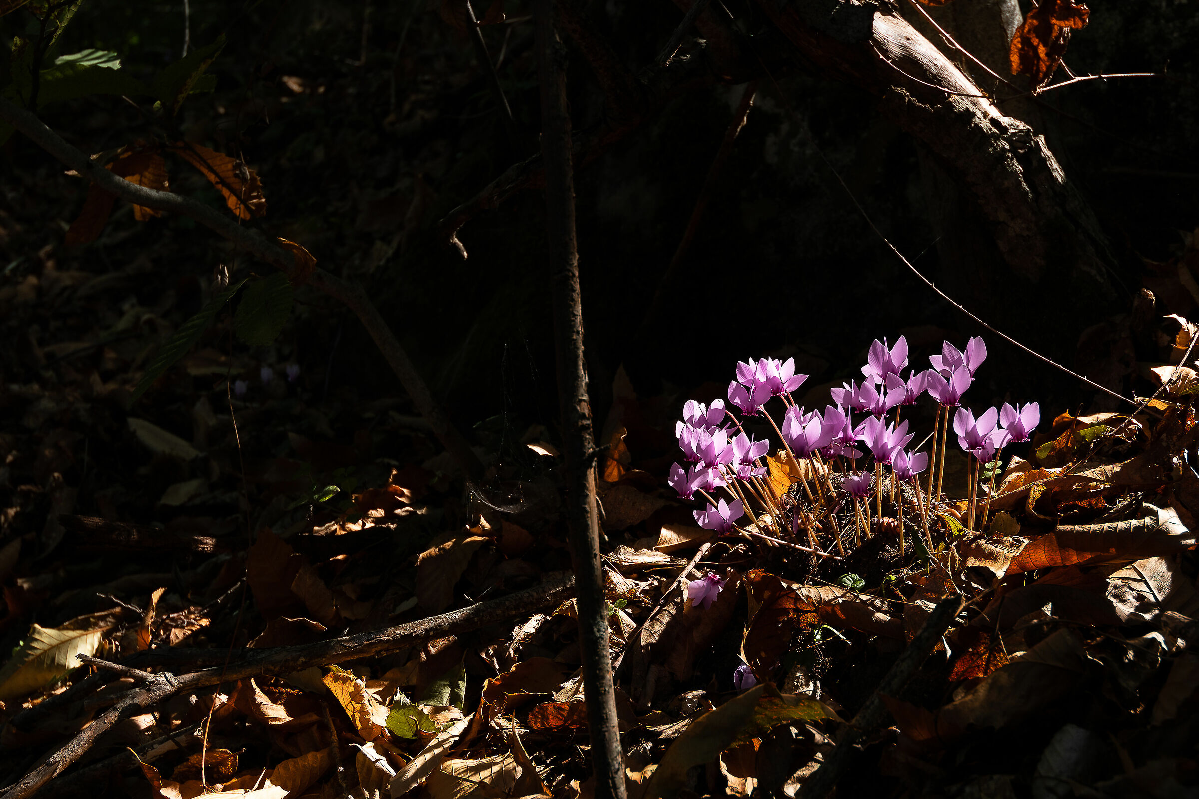 Spontaneous cyclamen