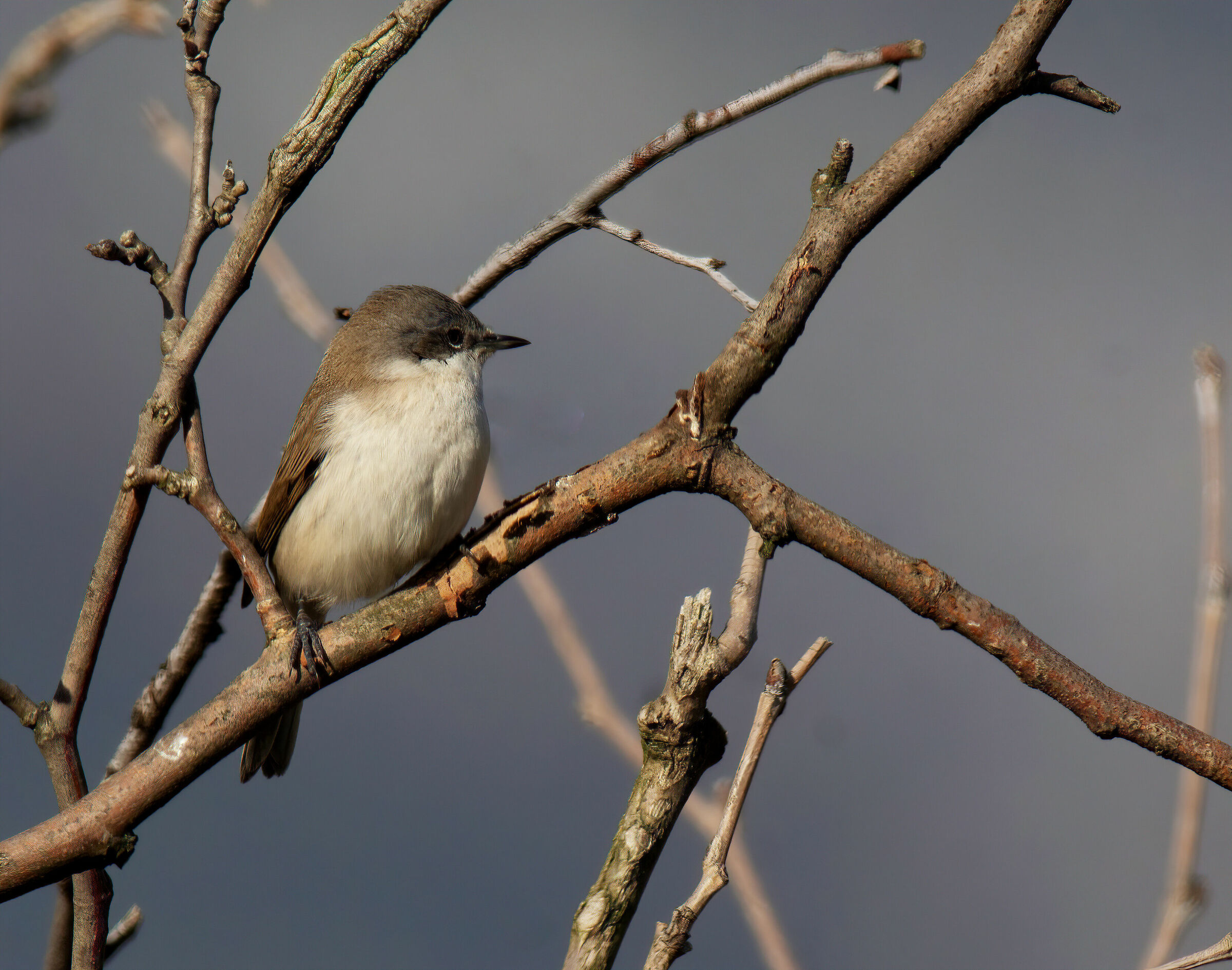 Incontro inaspettato
