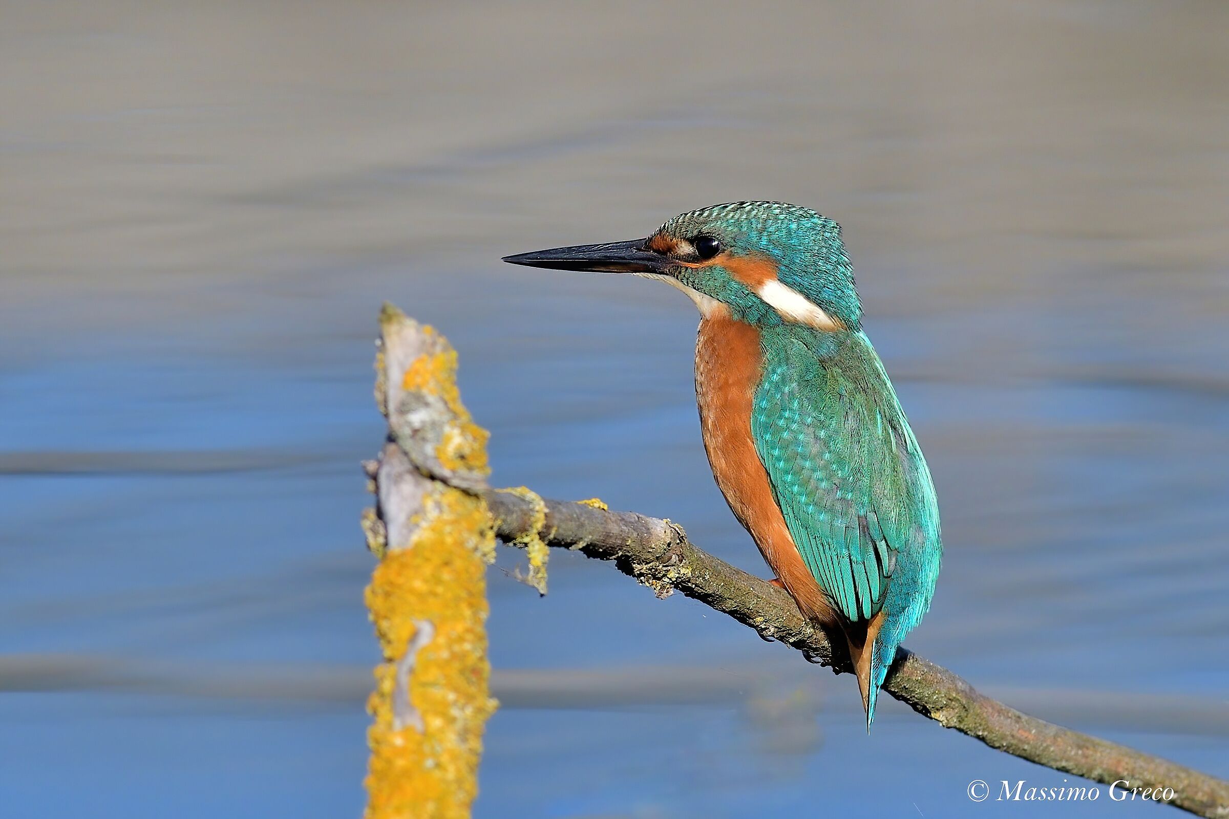 Kingfisher