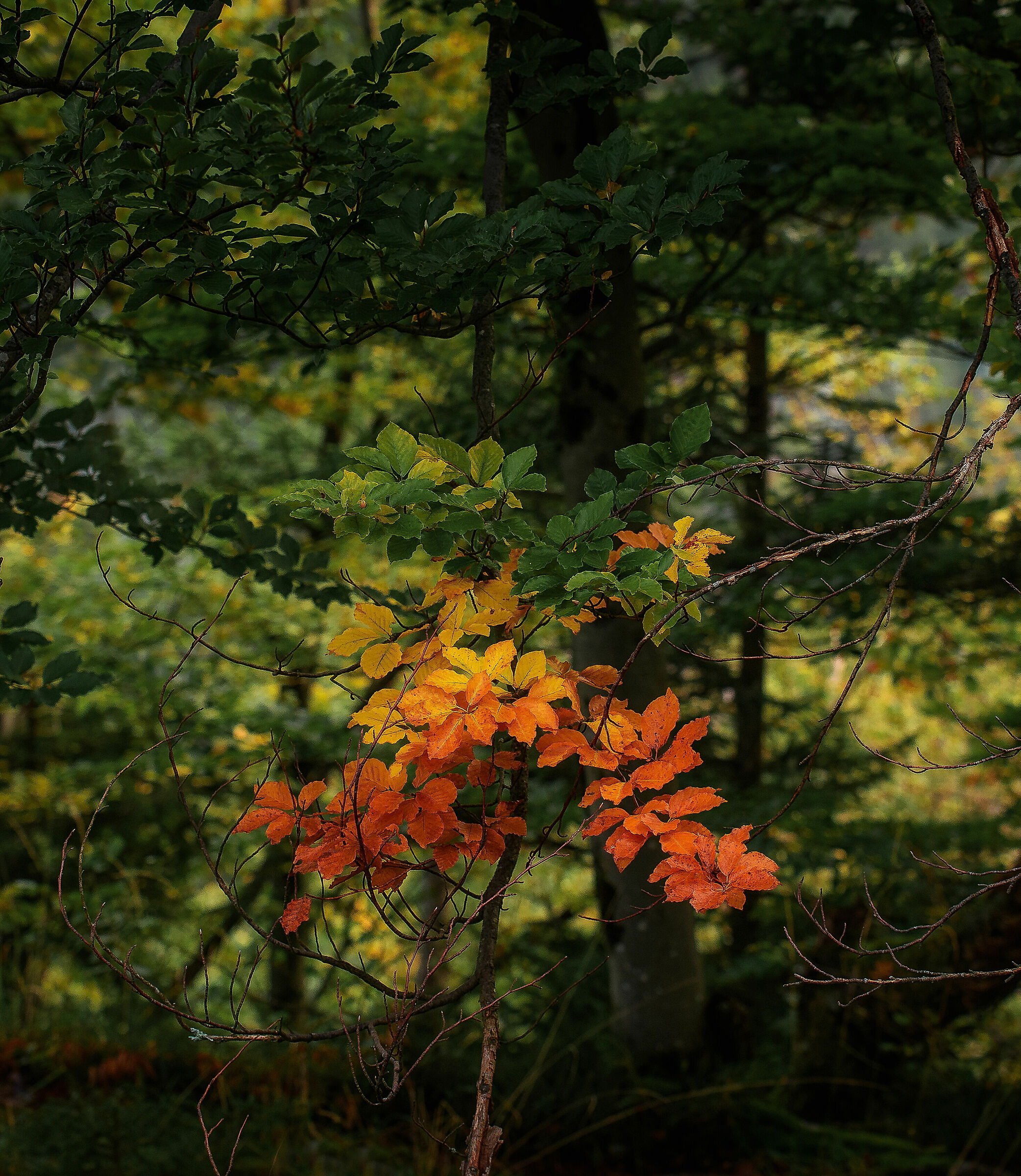 A subtle start of autumn