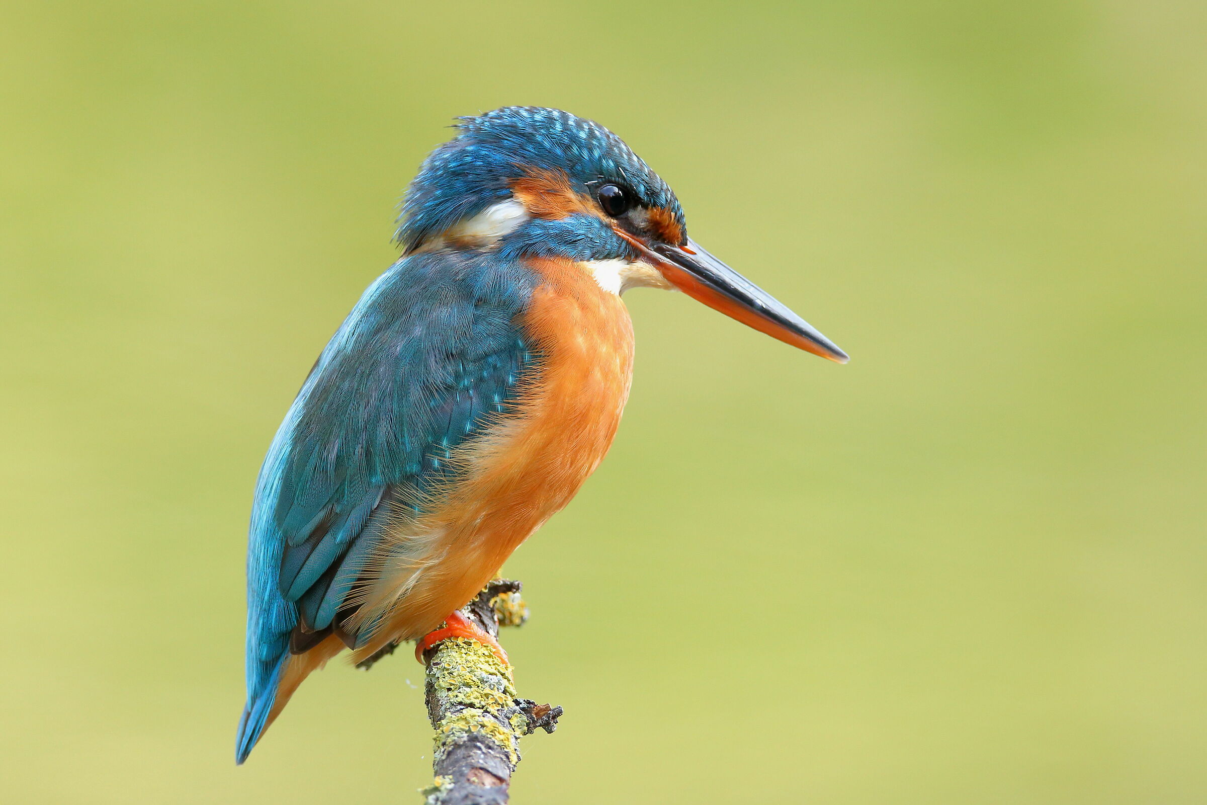 Martin pescatore ( F )