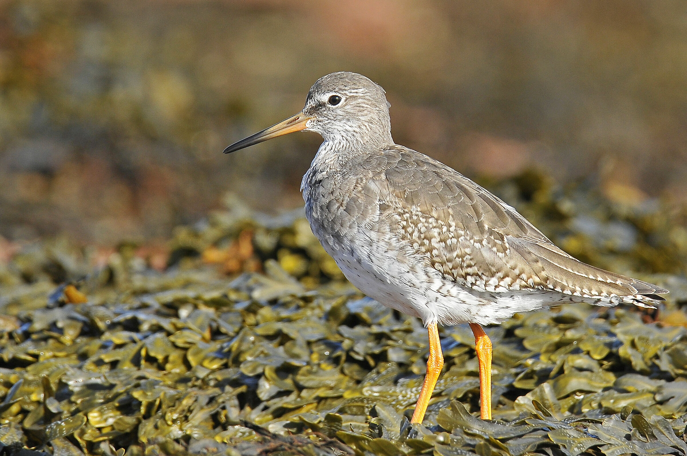 Pettegola Department (Redshank)