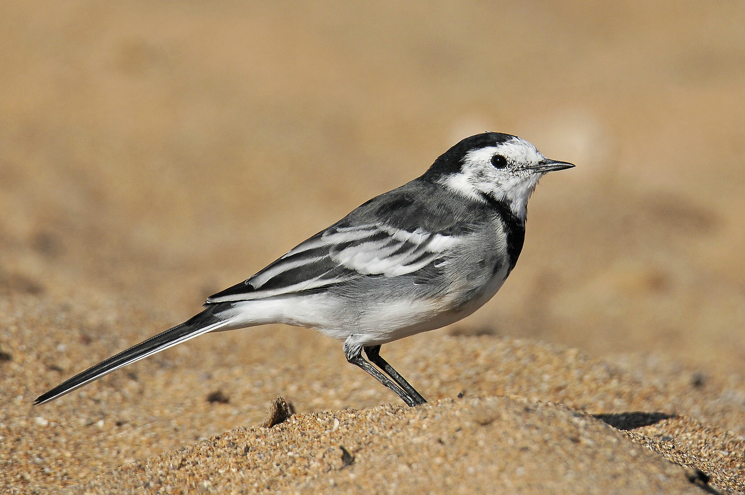 White Ballerina (Pied wagtail)
