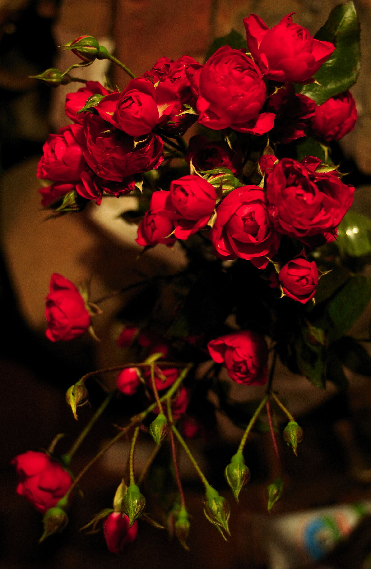 Rose rosse