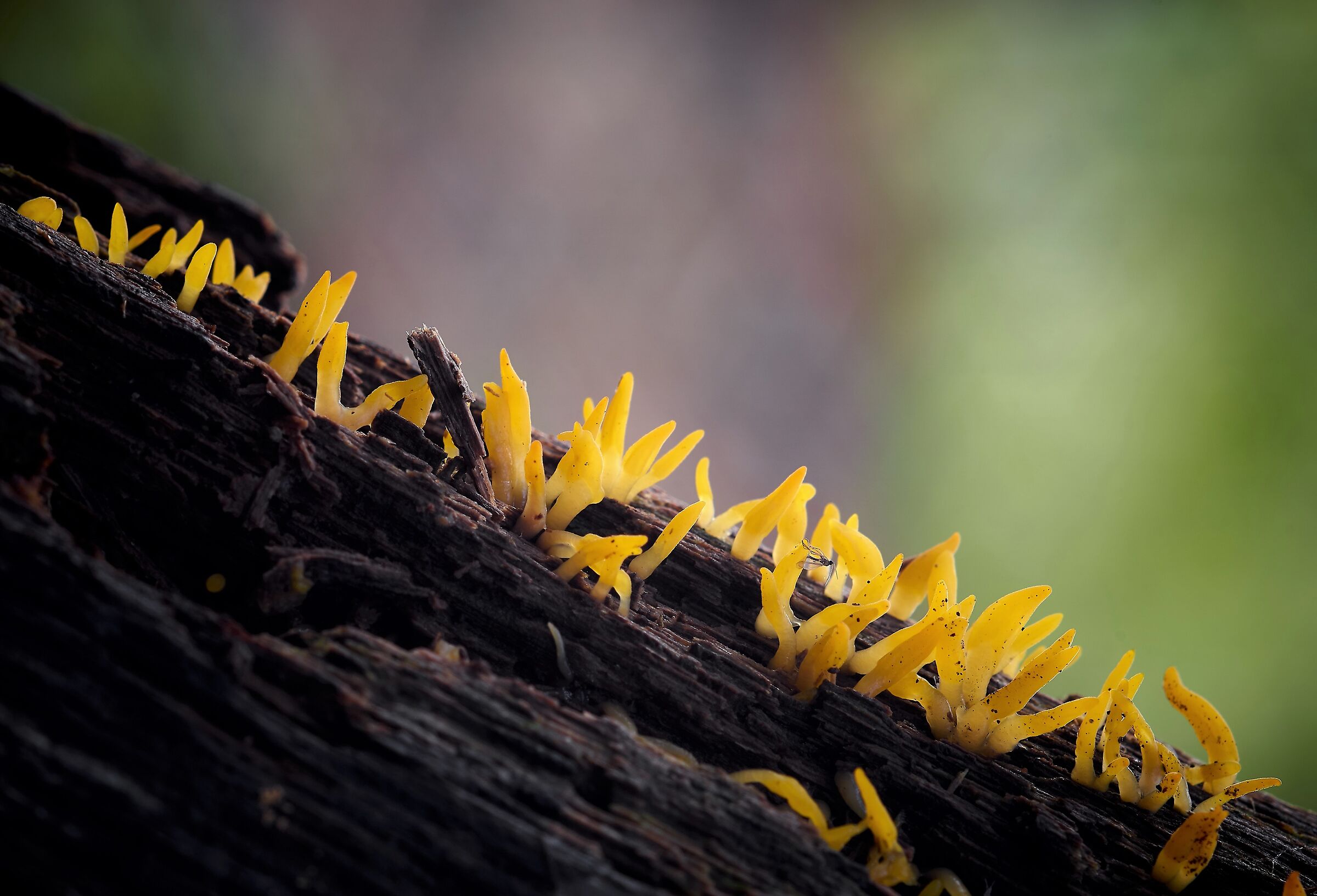 Strane forme di vita