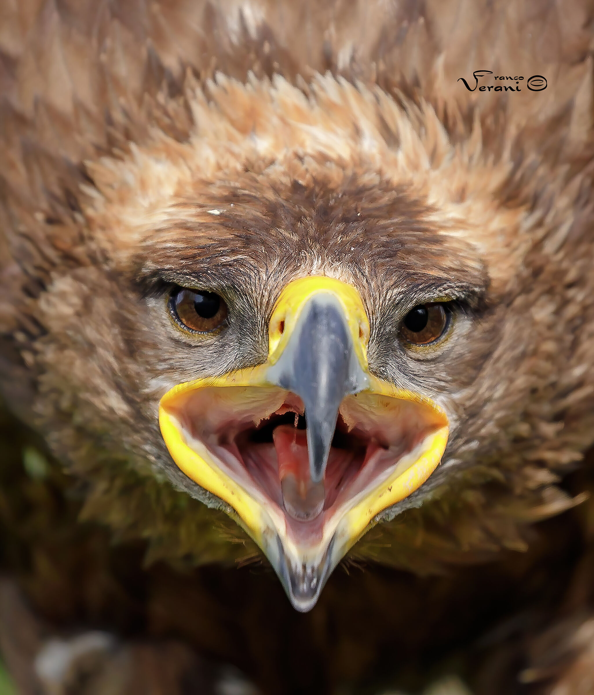 Aquila Reale - Ottobre 2020