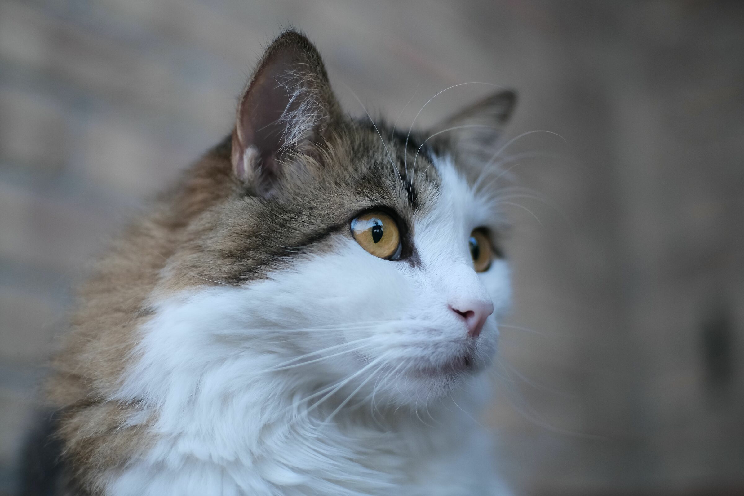 Kibou the cat - portrait outdoor