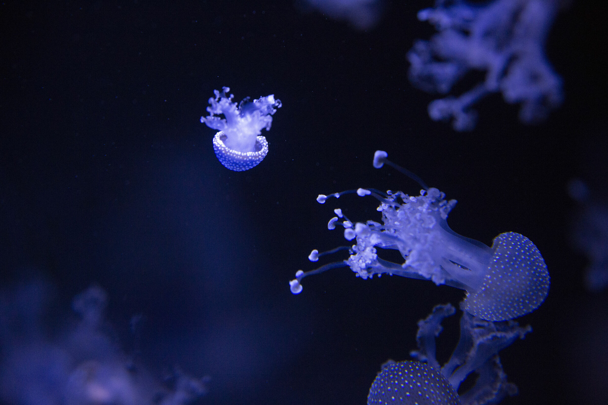 Jellyfish, 2000