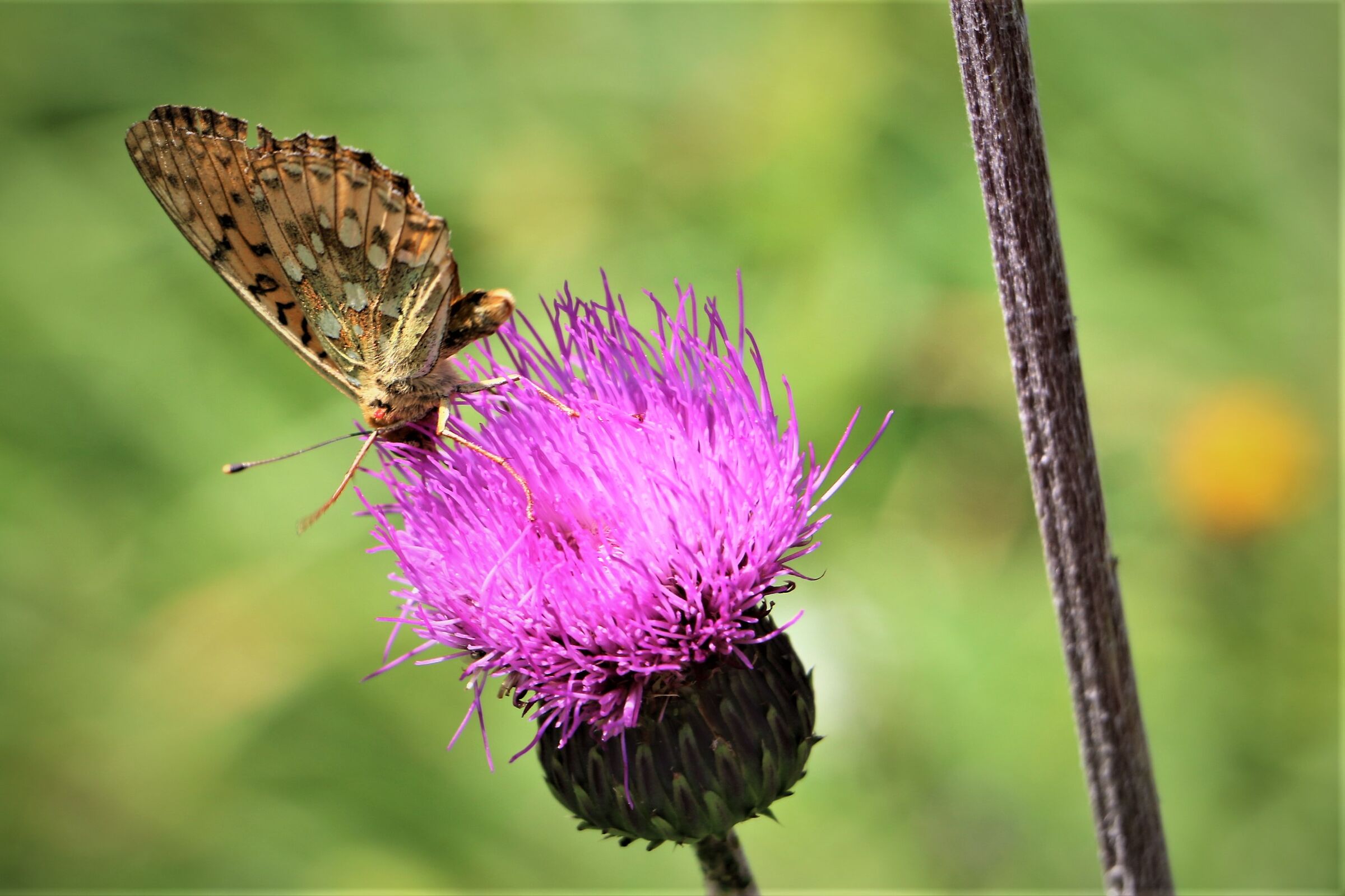 The passion is " stronger than the technique ...... 1 ......