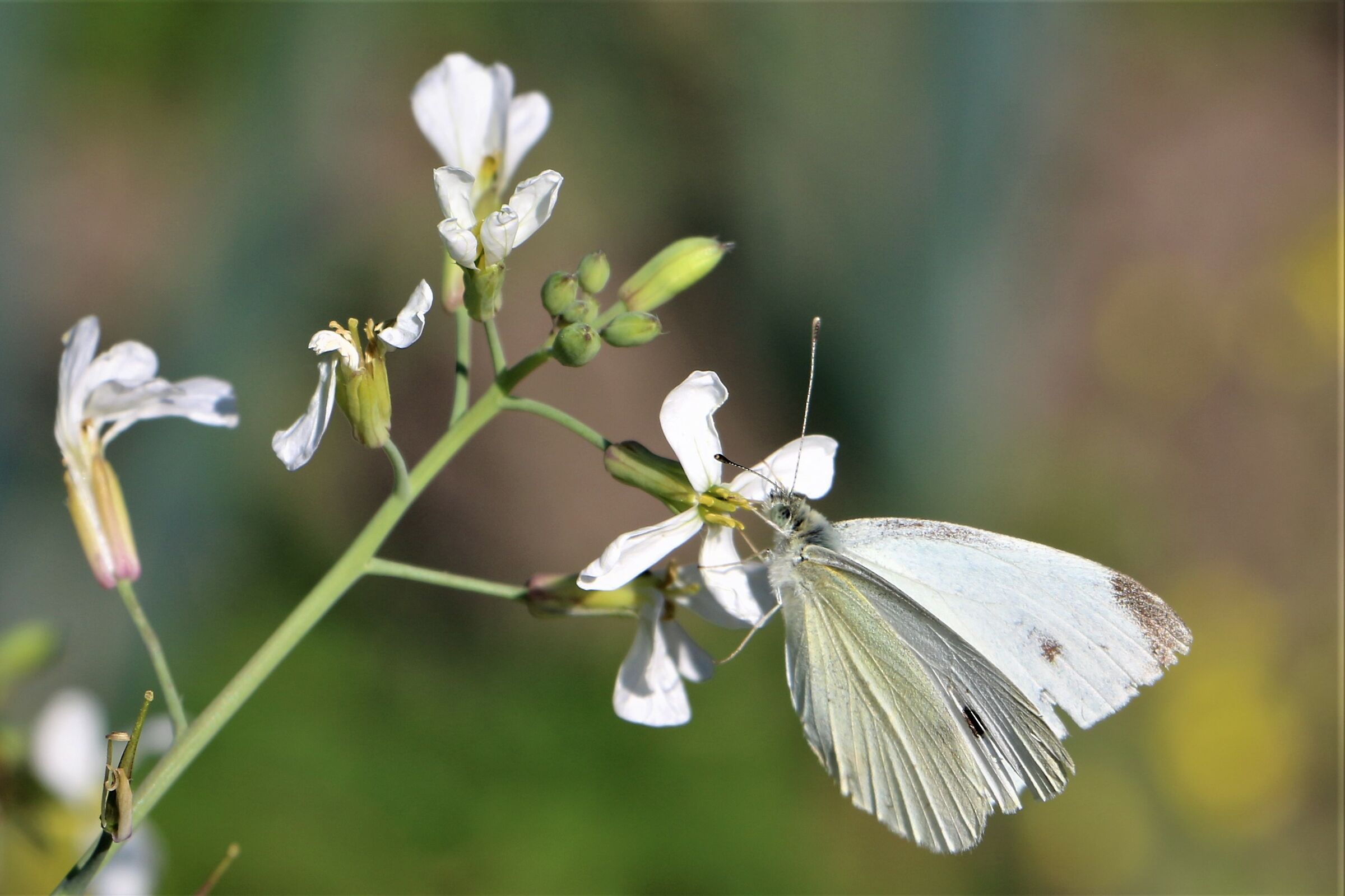 The passion is stronger than the technique ..... 2 .....