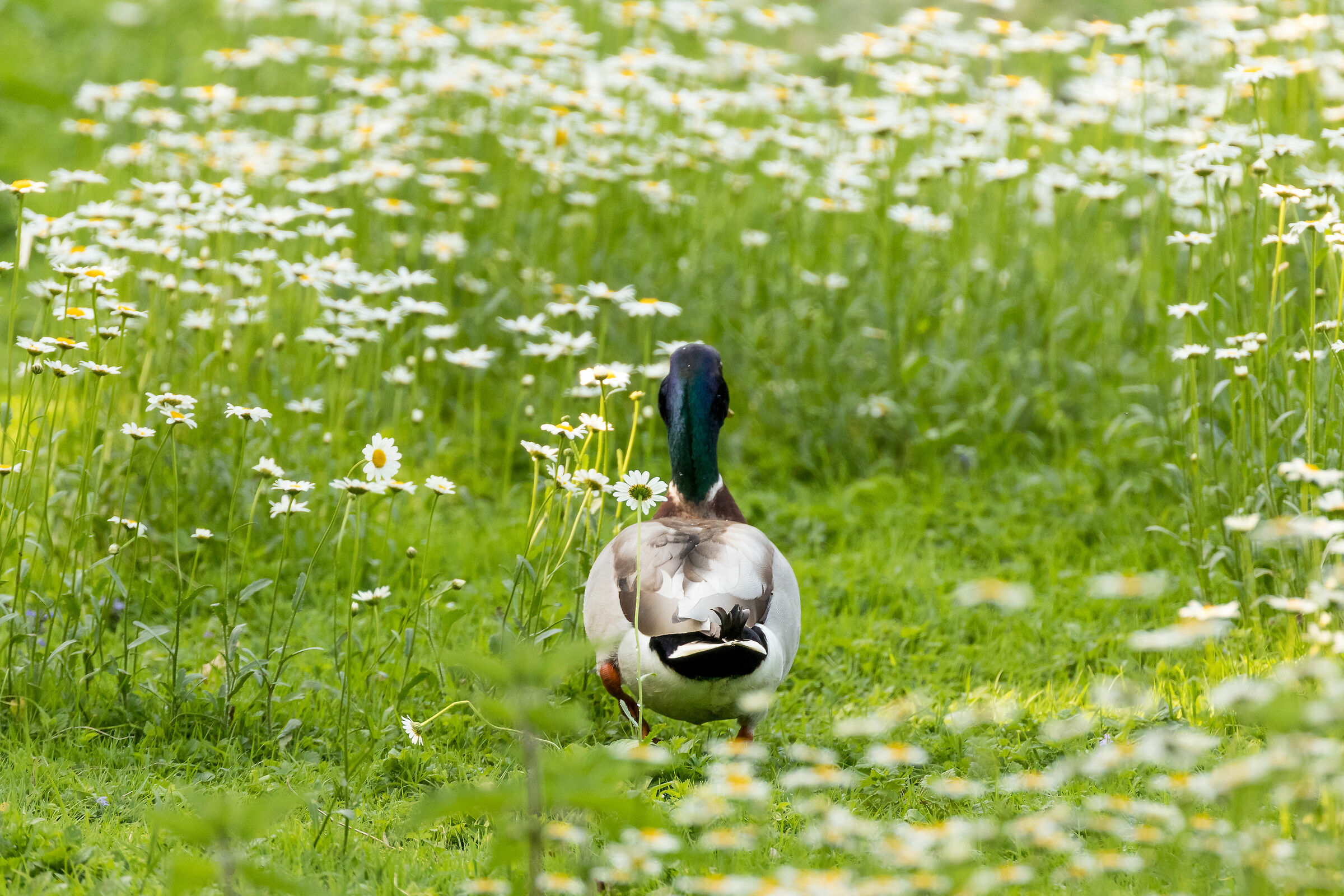 Walking among the daisies
