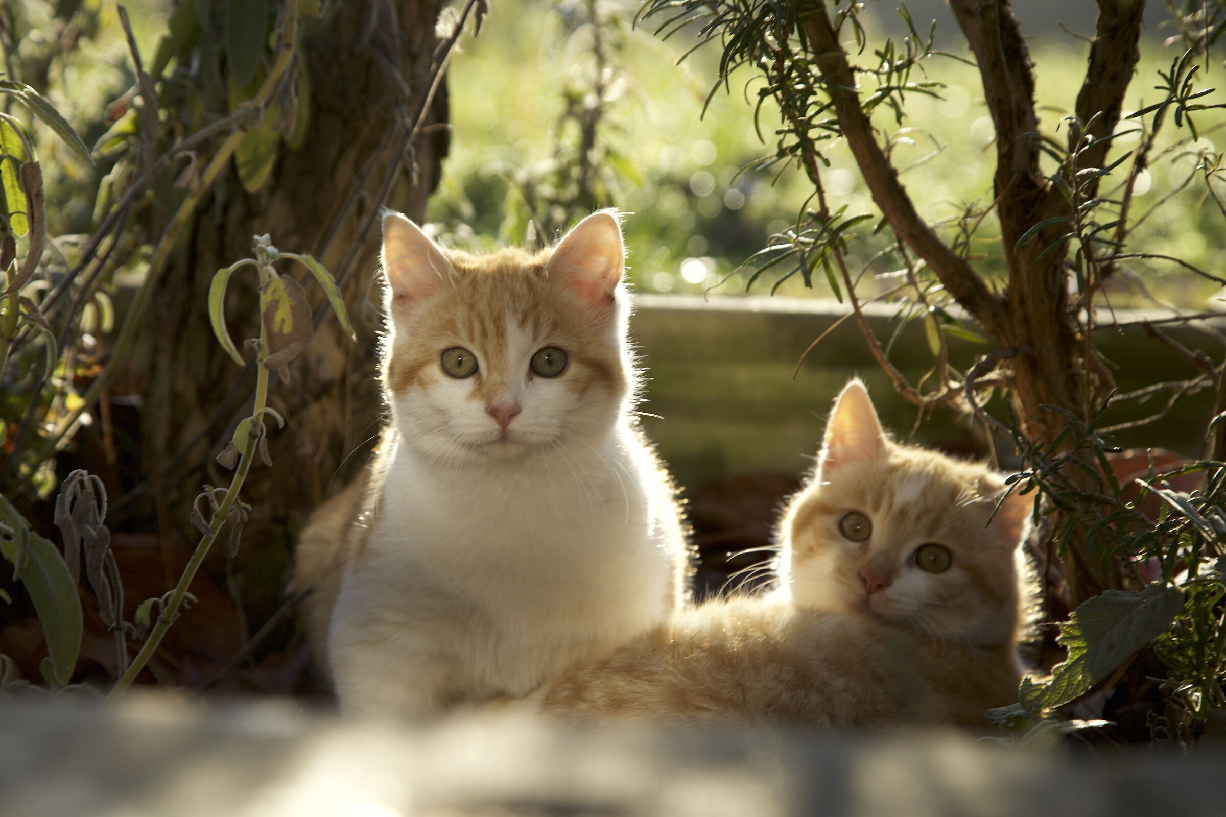 due sorelle. Billa e Luna.