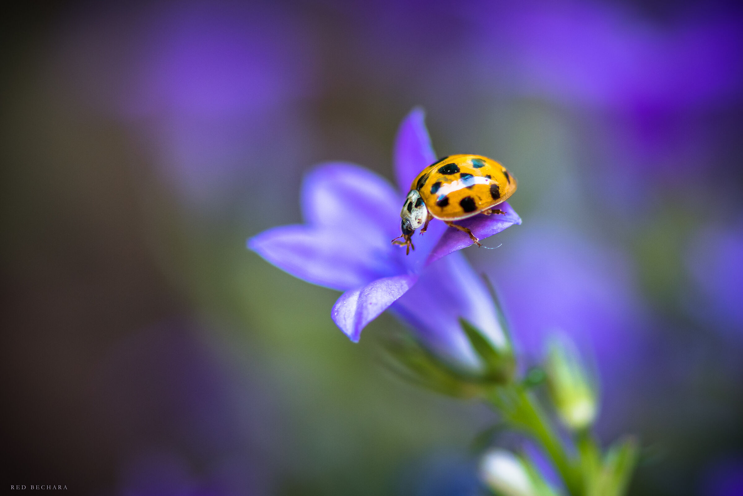 Ladybirds and flower