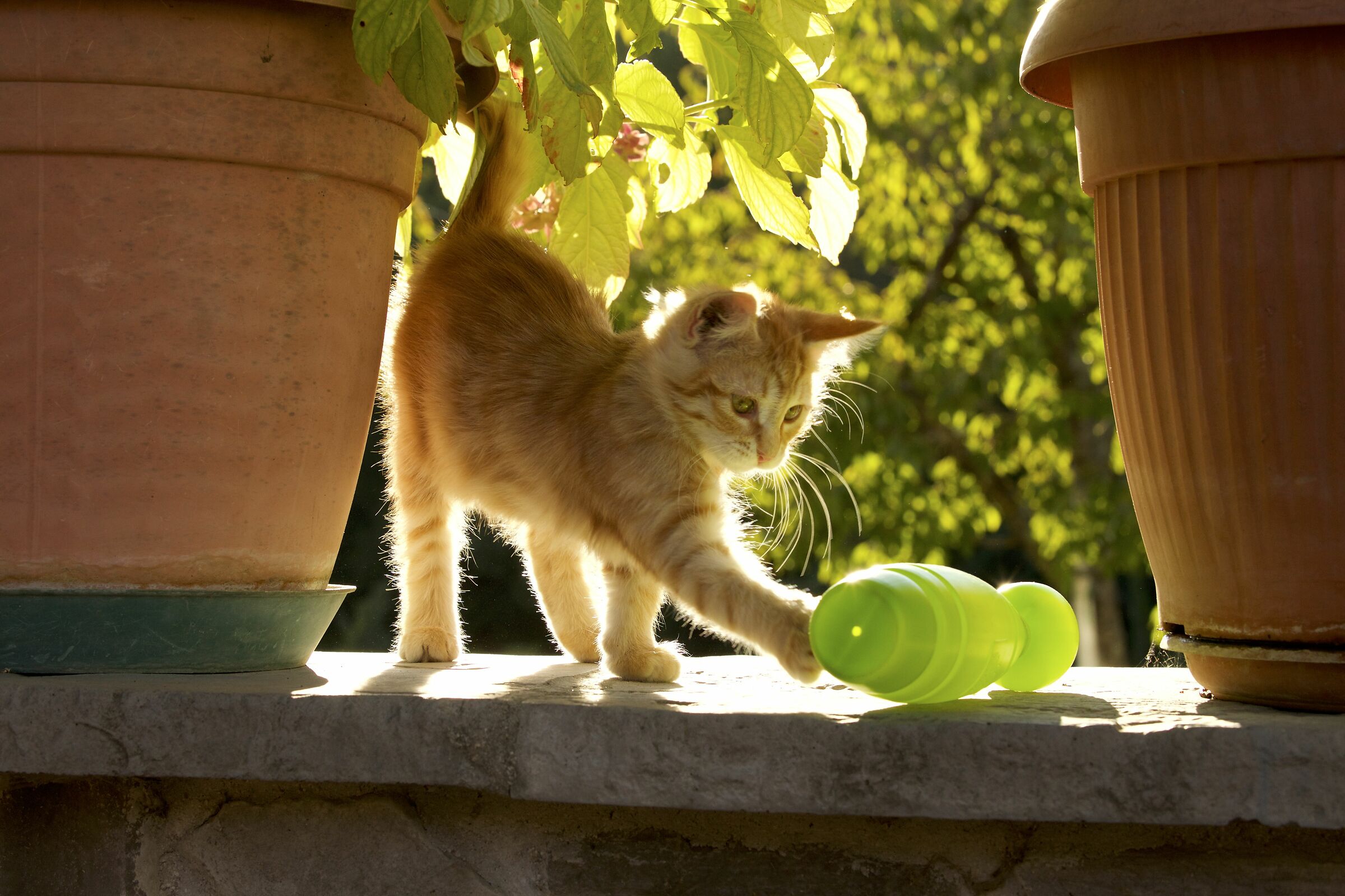 Un gattino giocherellone.