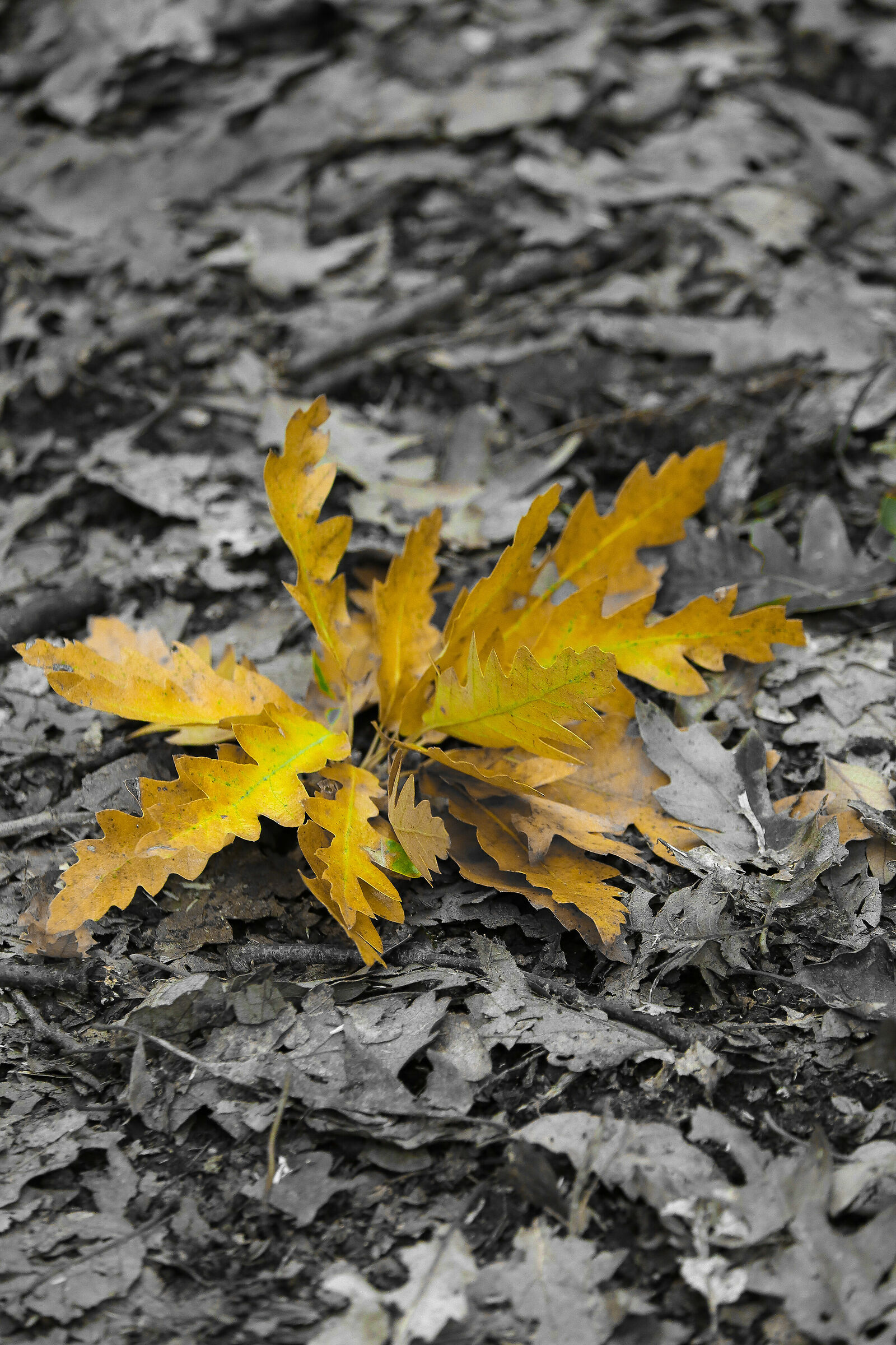 Autumning among the leaves
