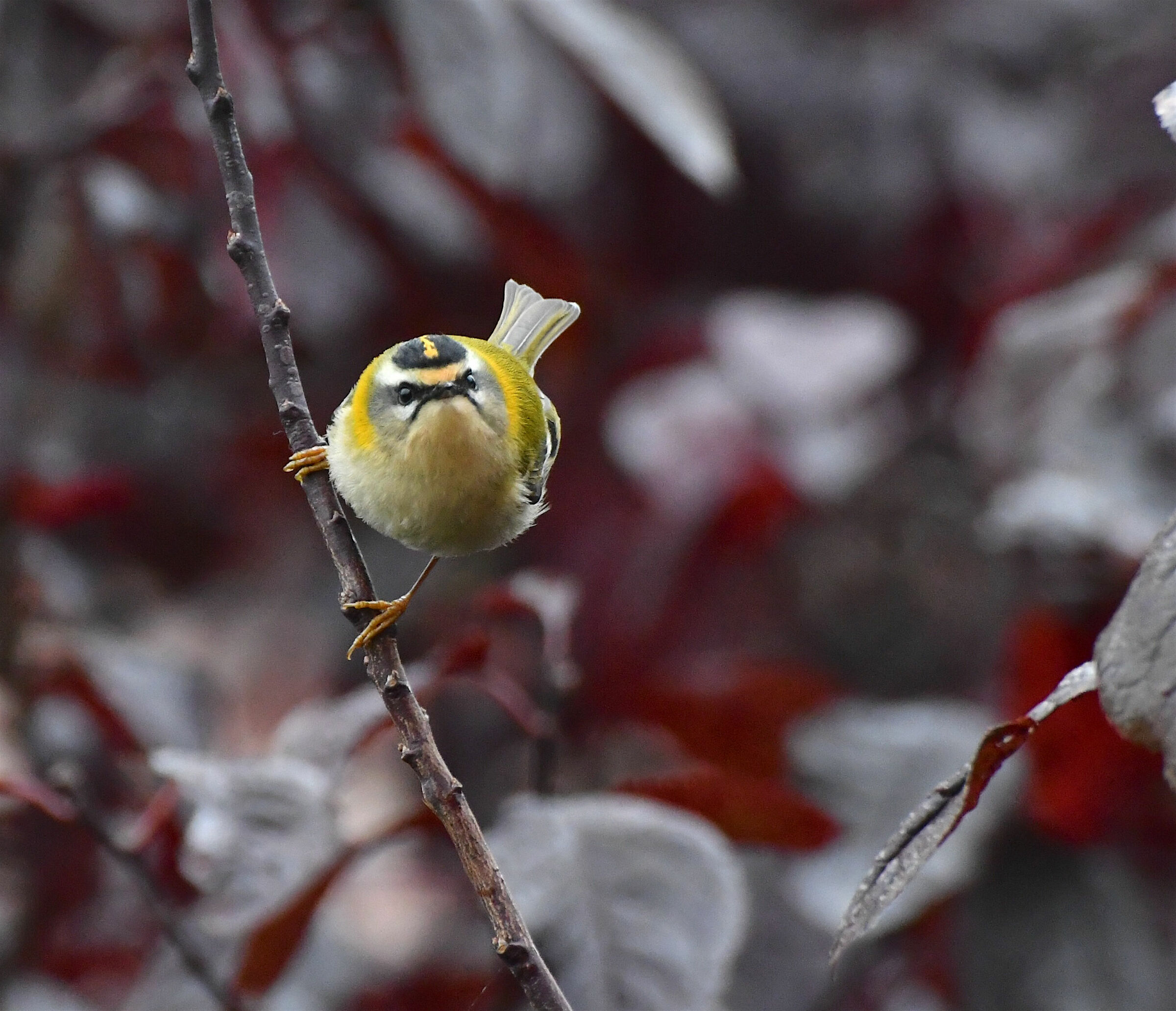 Faccia a faccia con il fiorrancino