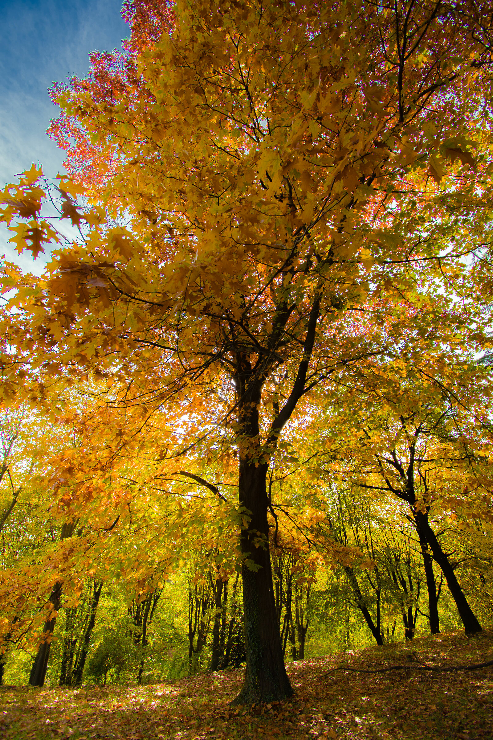 la luce disegna l'autunno