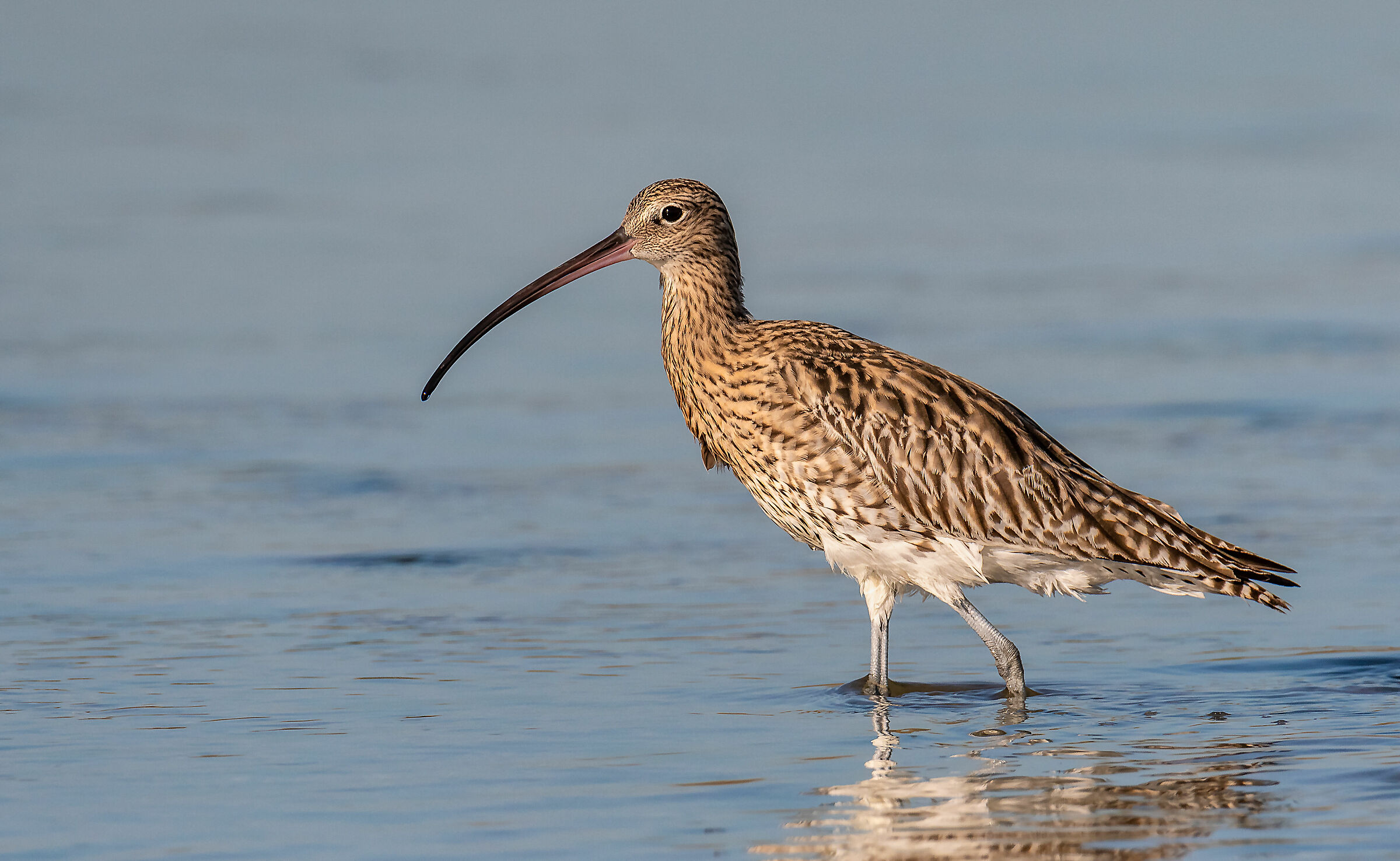 Chiurlo Municipality