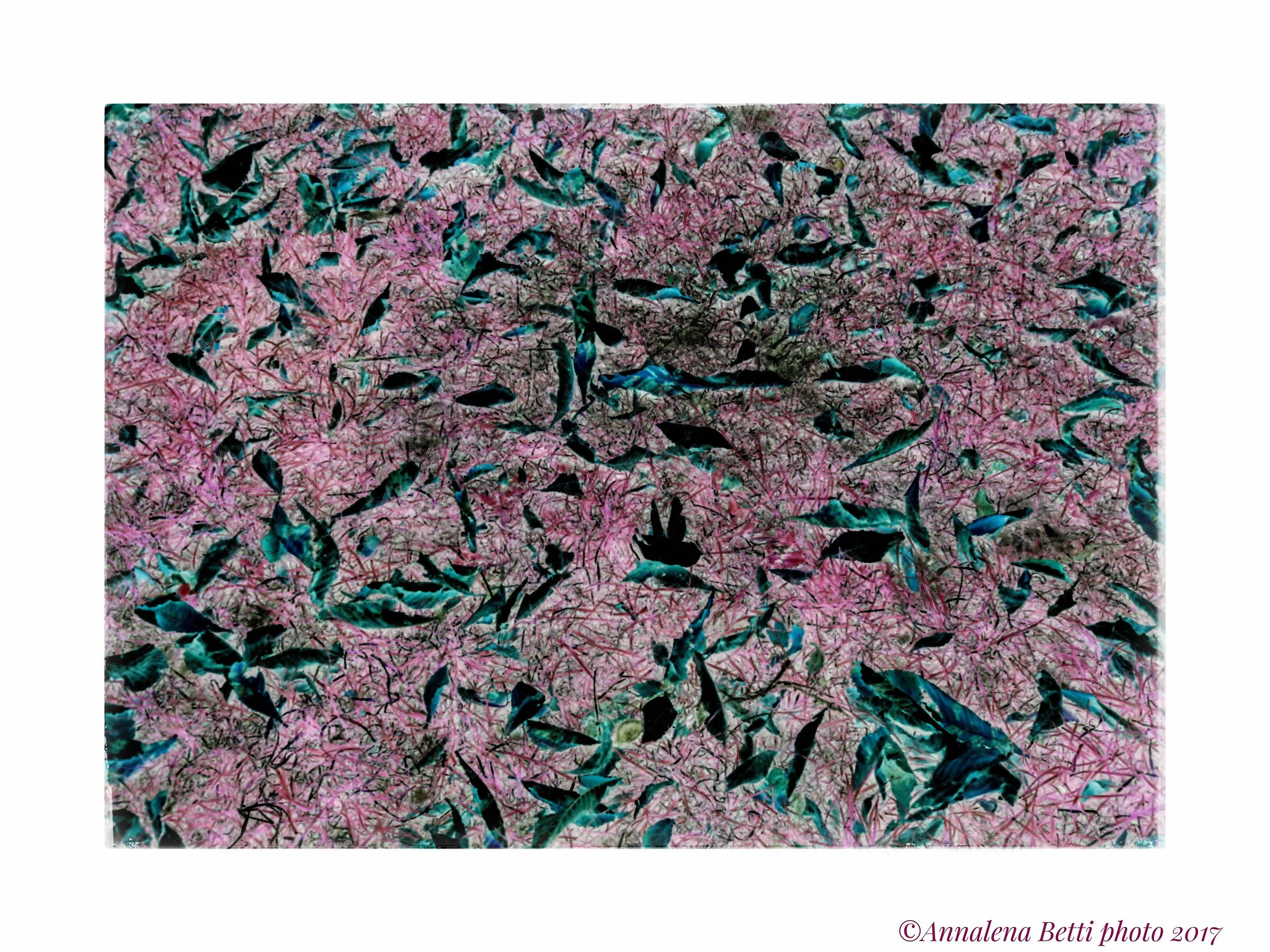 Foliage fotografato in negativo