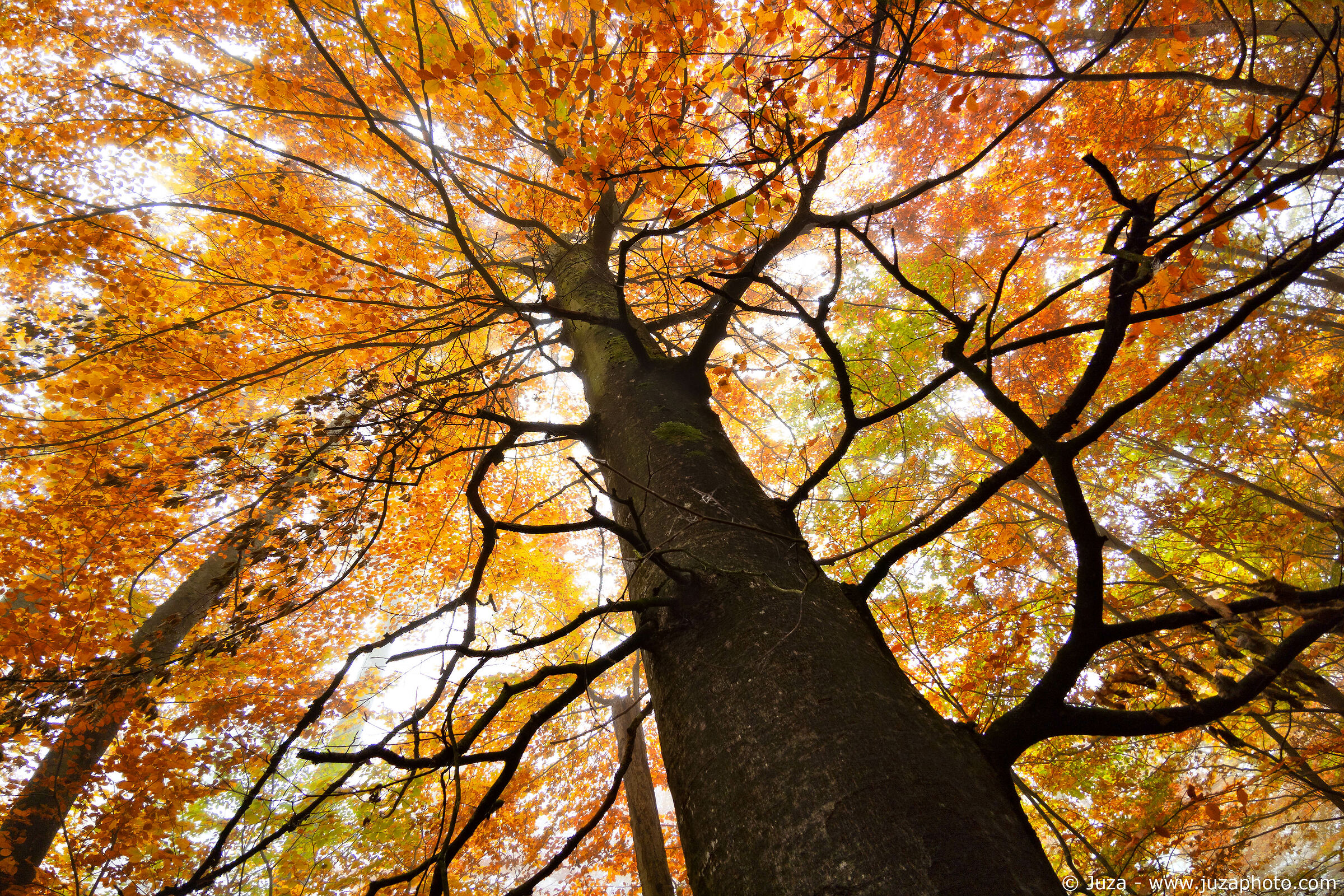 Autumn Vision, Switzerland