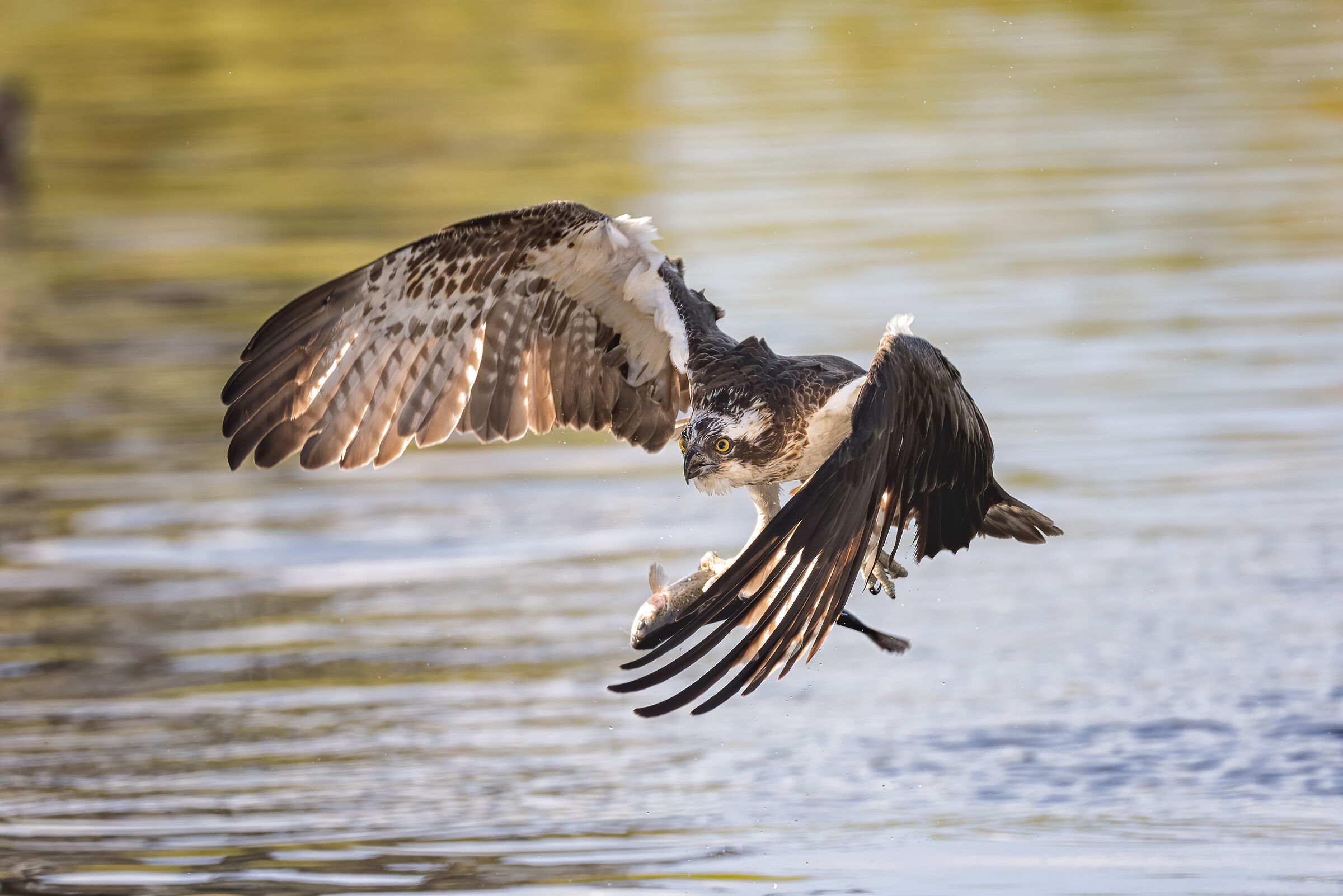 Falco pescatore in azione