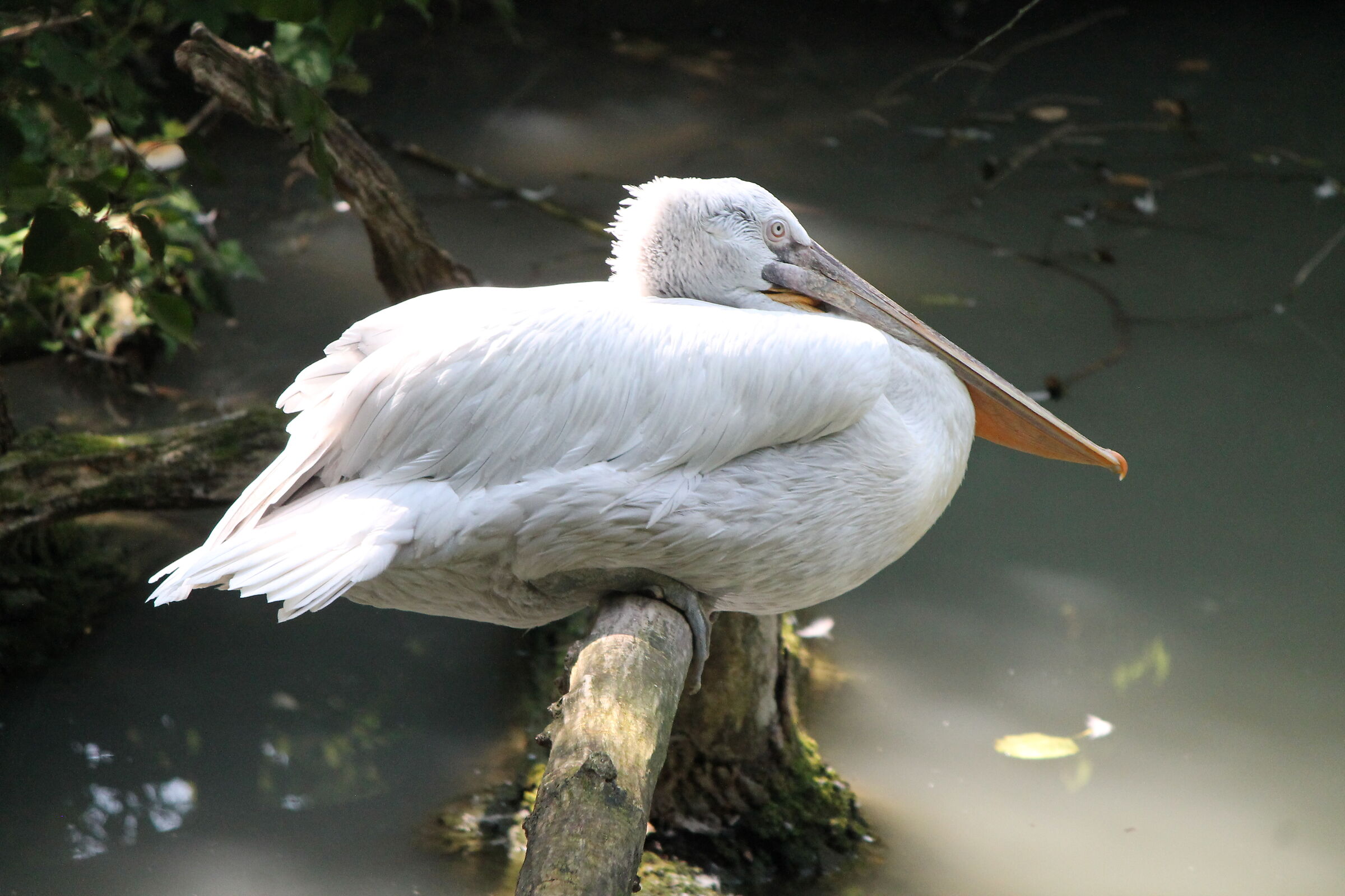 Pelican at rest