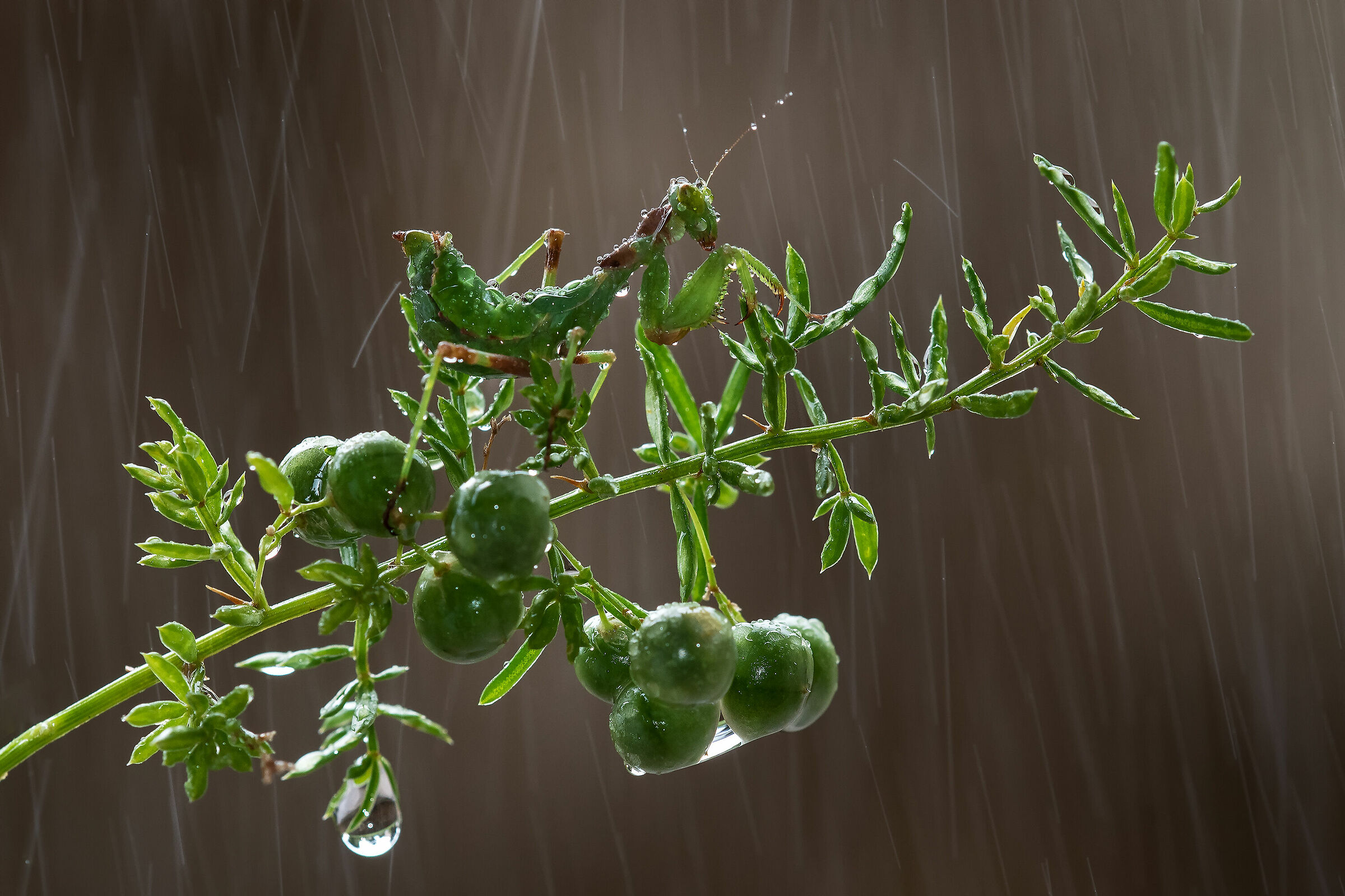 Piove, governo ladro...