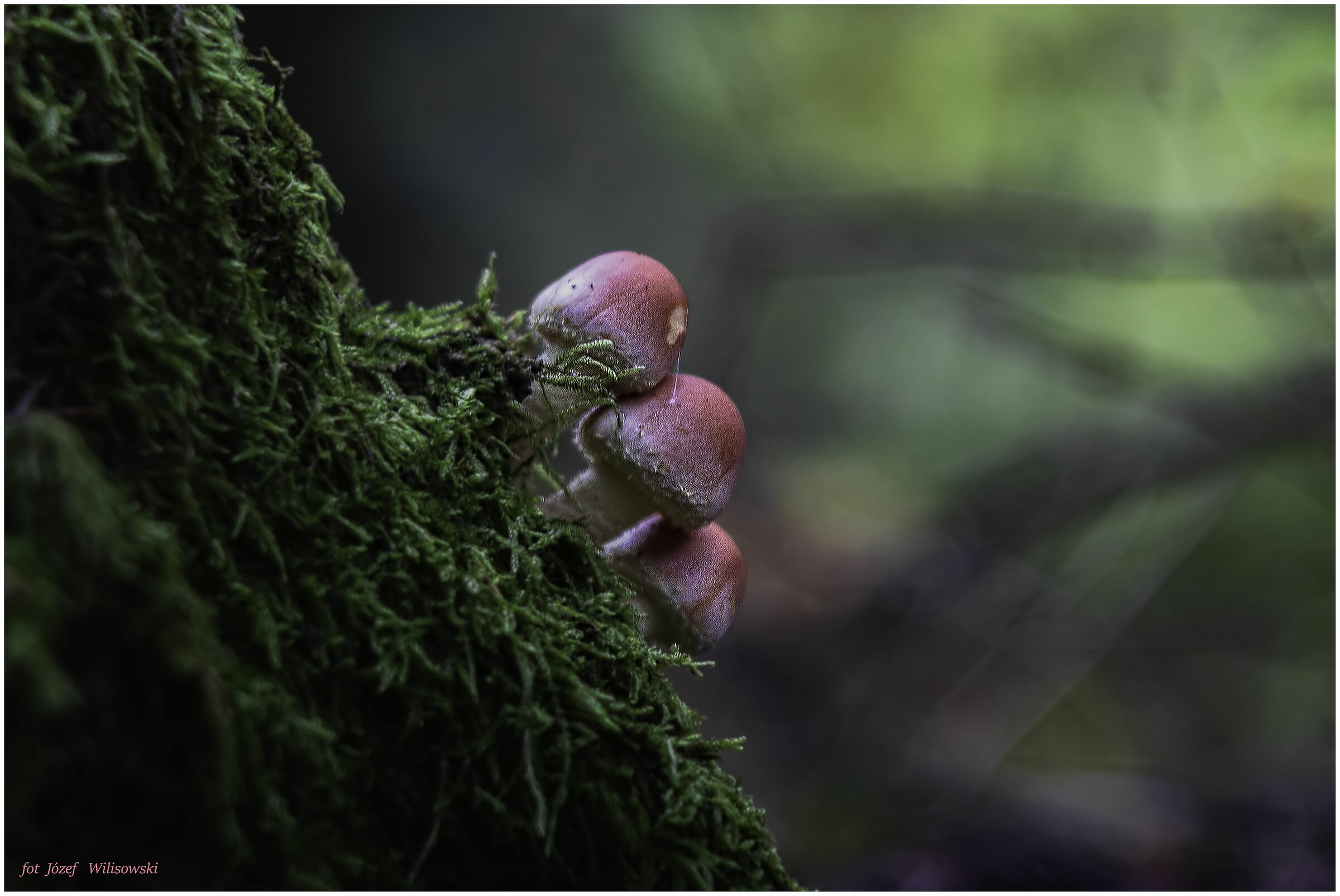 Diaplan 80 /2,8 Modified