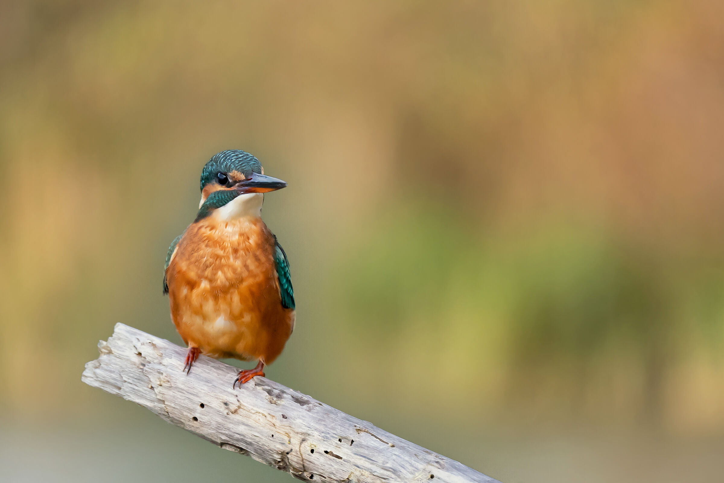 kingfisher