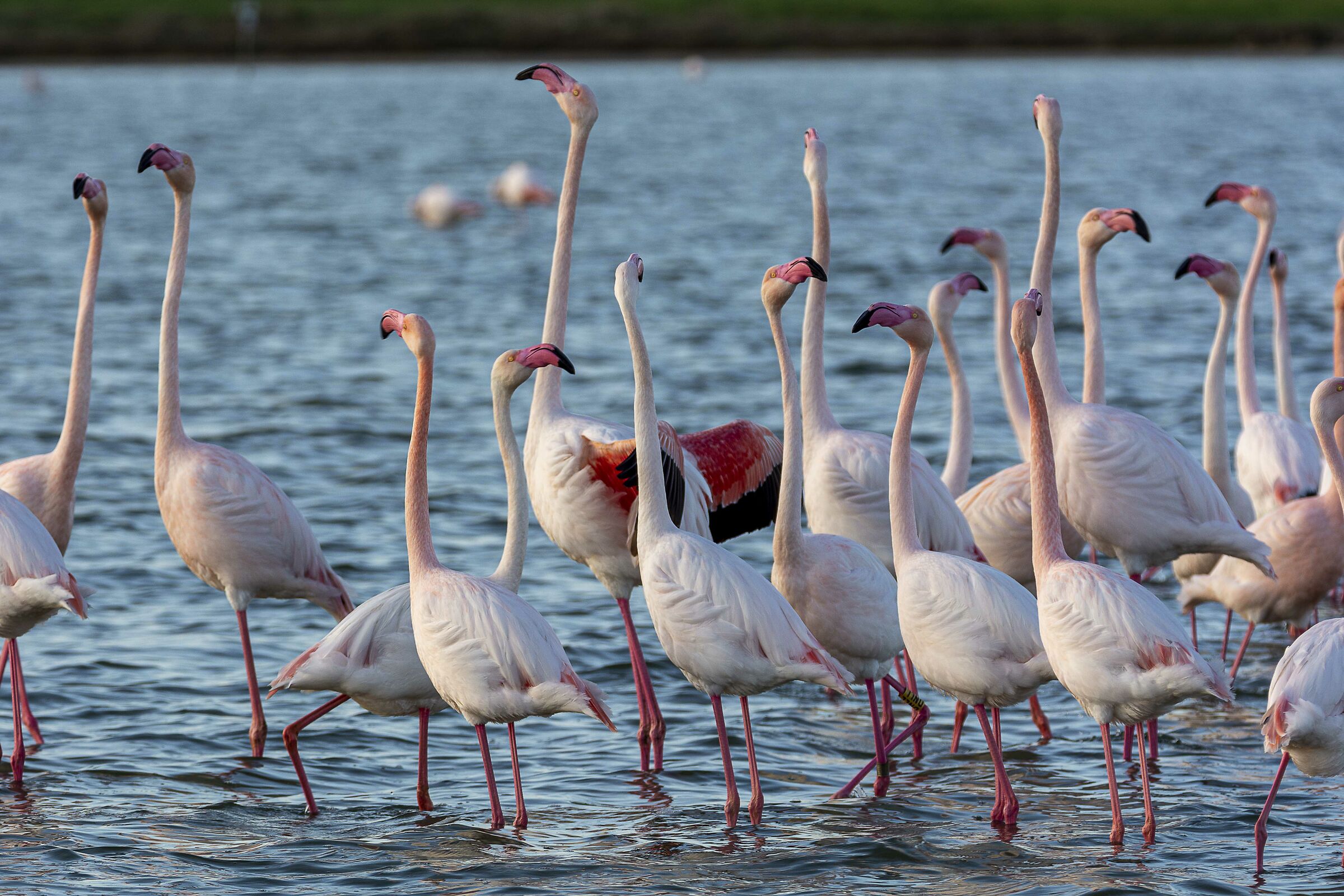 fenicotteri in danza